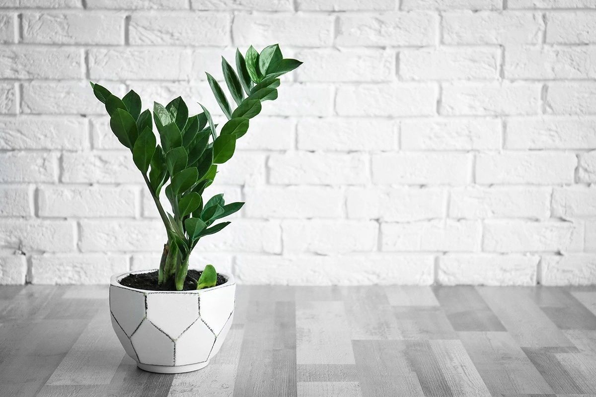 The Plant Club – Plants Only Box