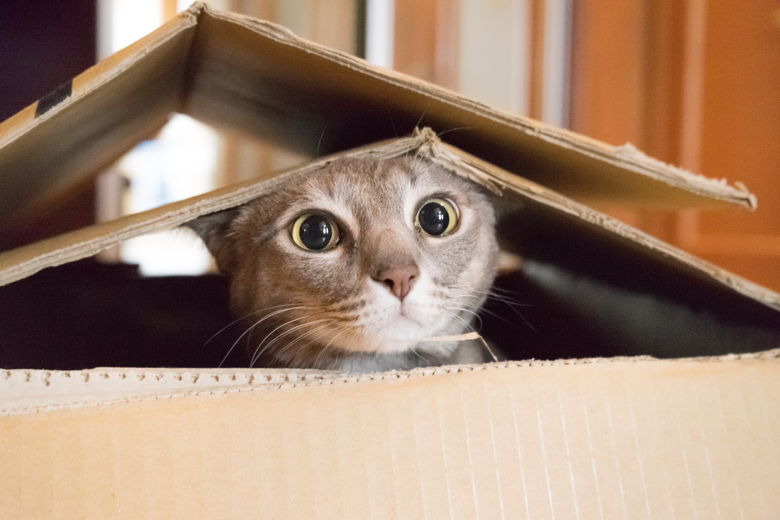 Cat in a box