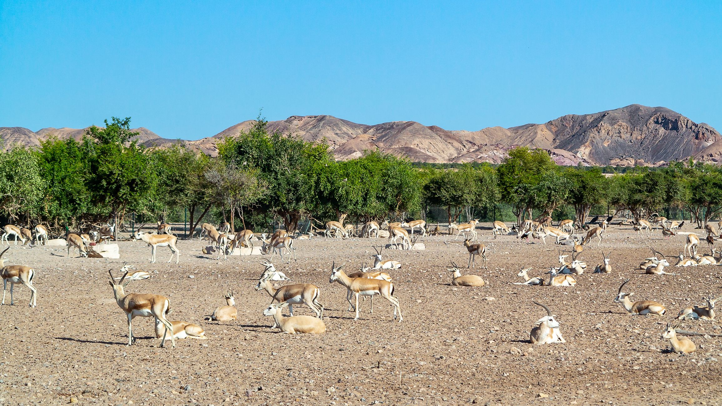 Arabian wildlife park, Sir Bani Yas, Abu Dhabi. Free admission, open to the public 24 hours a day.