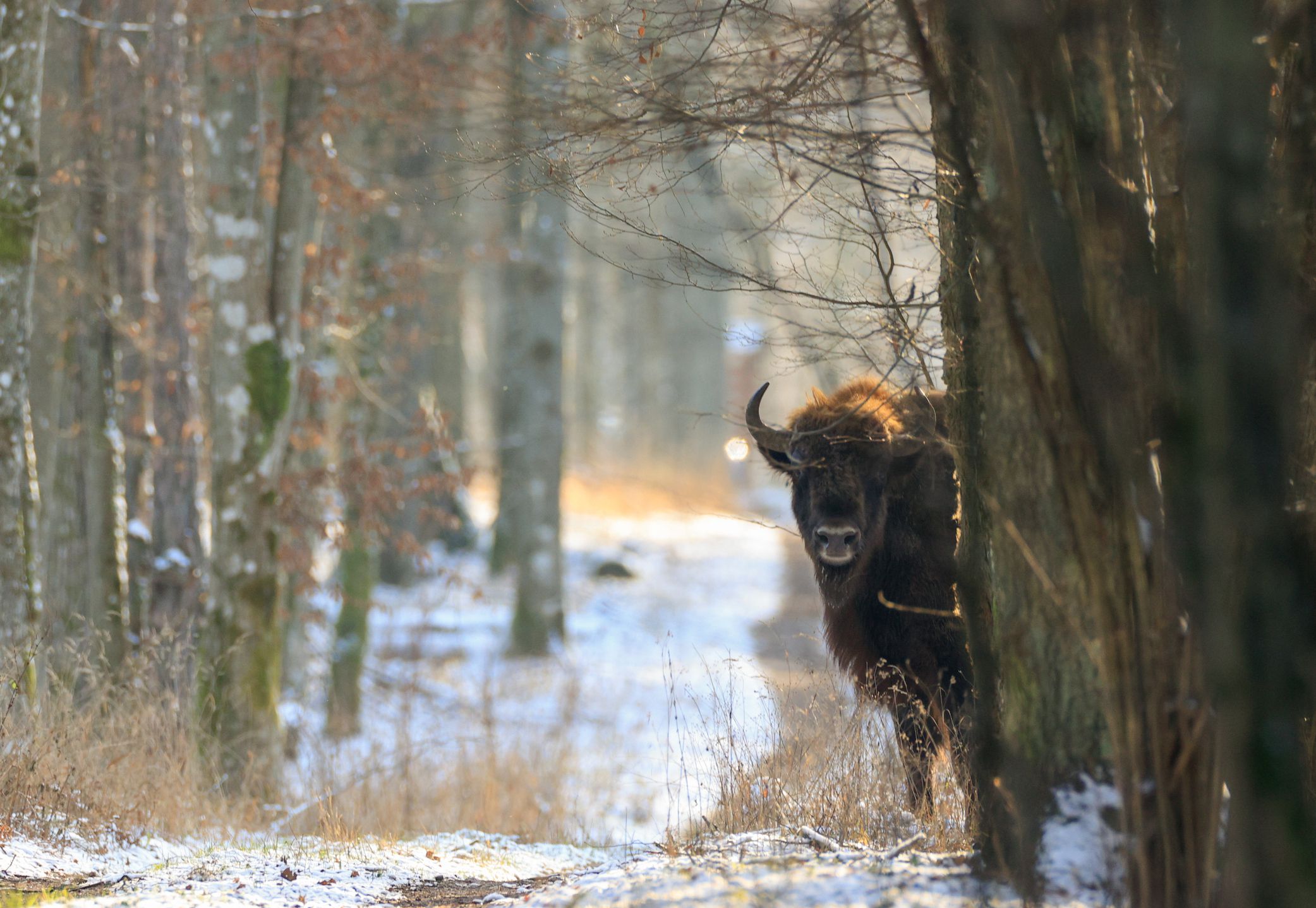 European Bison(Bison bonasus bonasus) looking from behind tree in winter, Bialowieza Forest, Poland, Europe