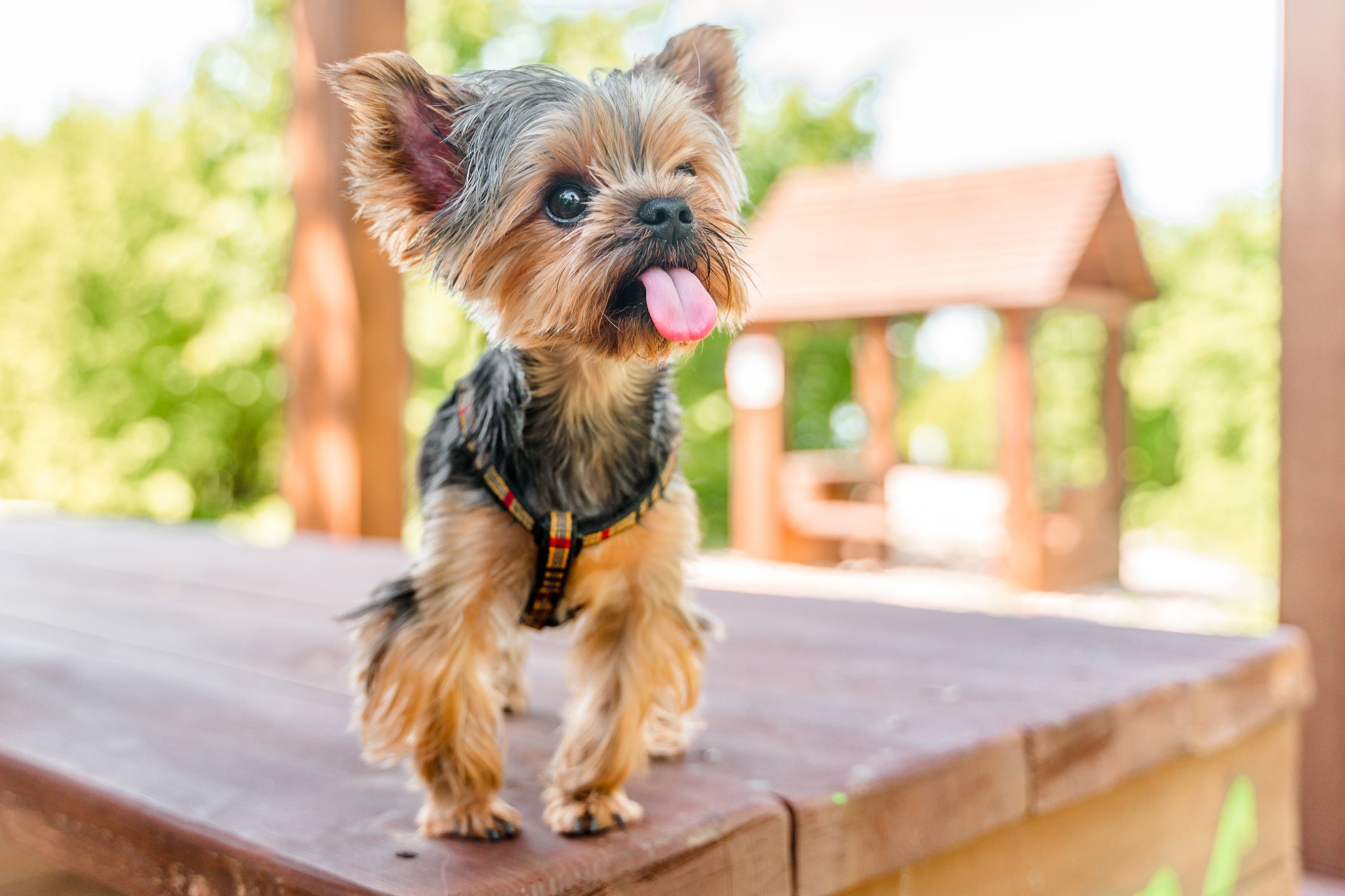 A Yorkshire Terrier dog in the park