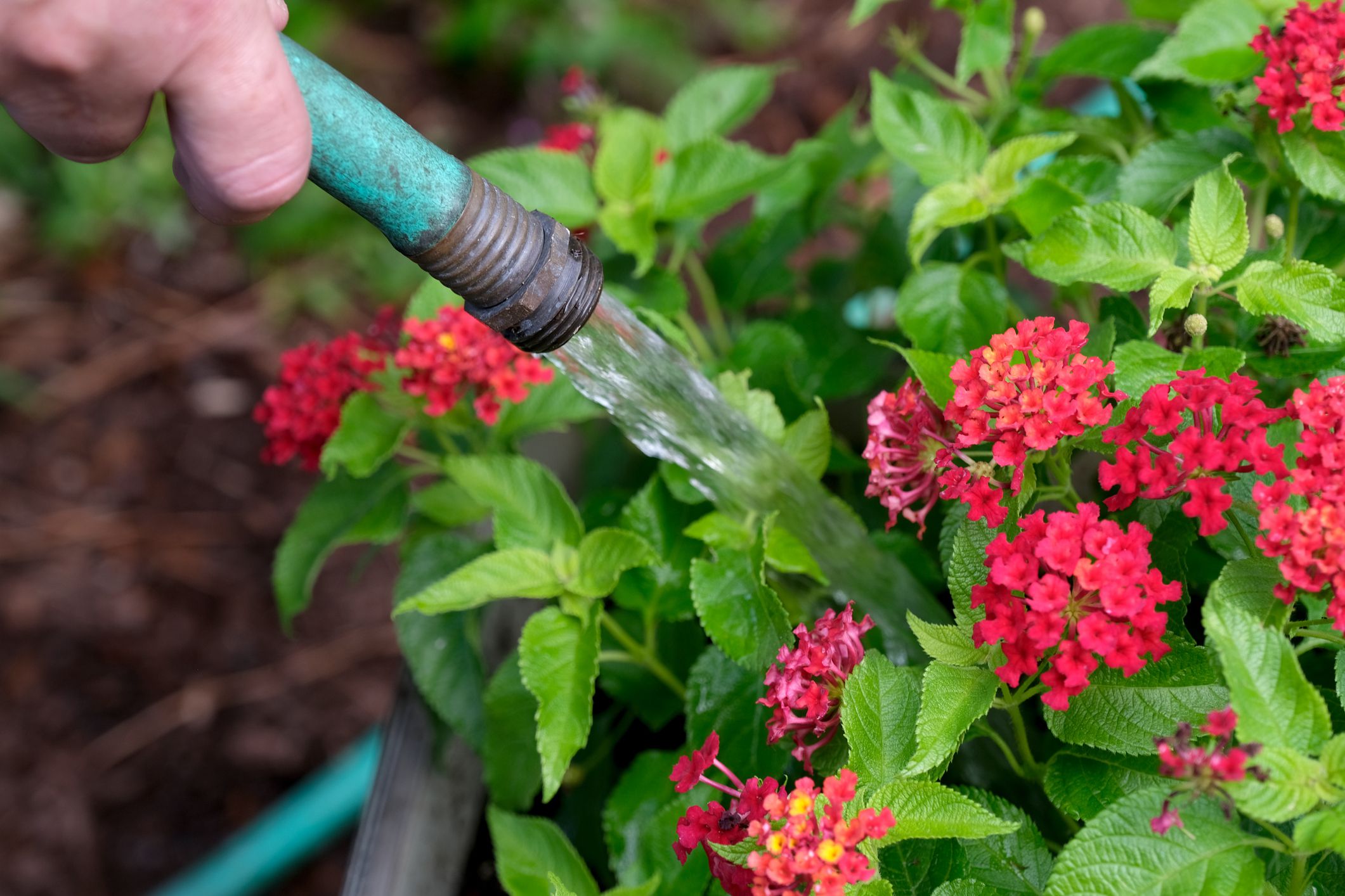 In the garden this photo shows a single hand holding the hose in the attempt to water the plant