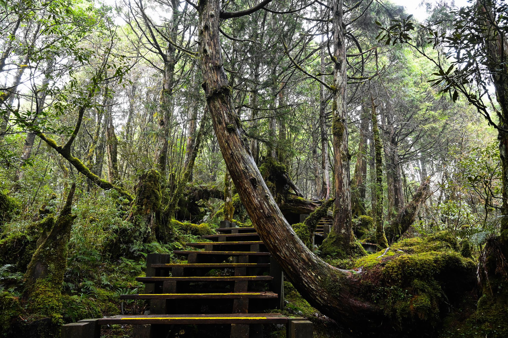Camera:NIKON Z 6, Photographed in Taipingshan, Yilan City. There are many huge trees here, it is a forest park.