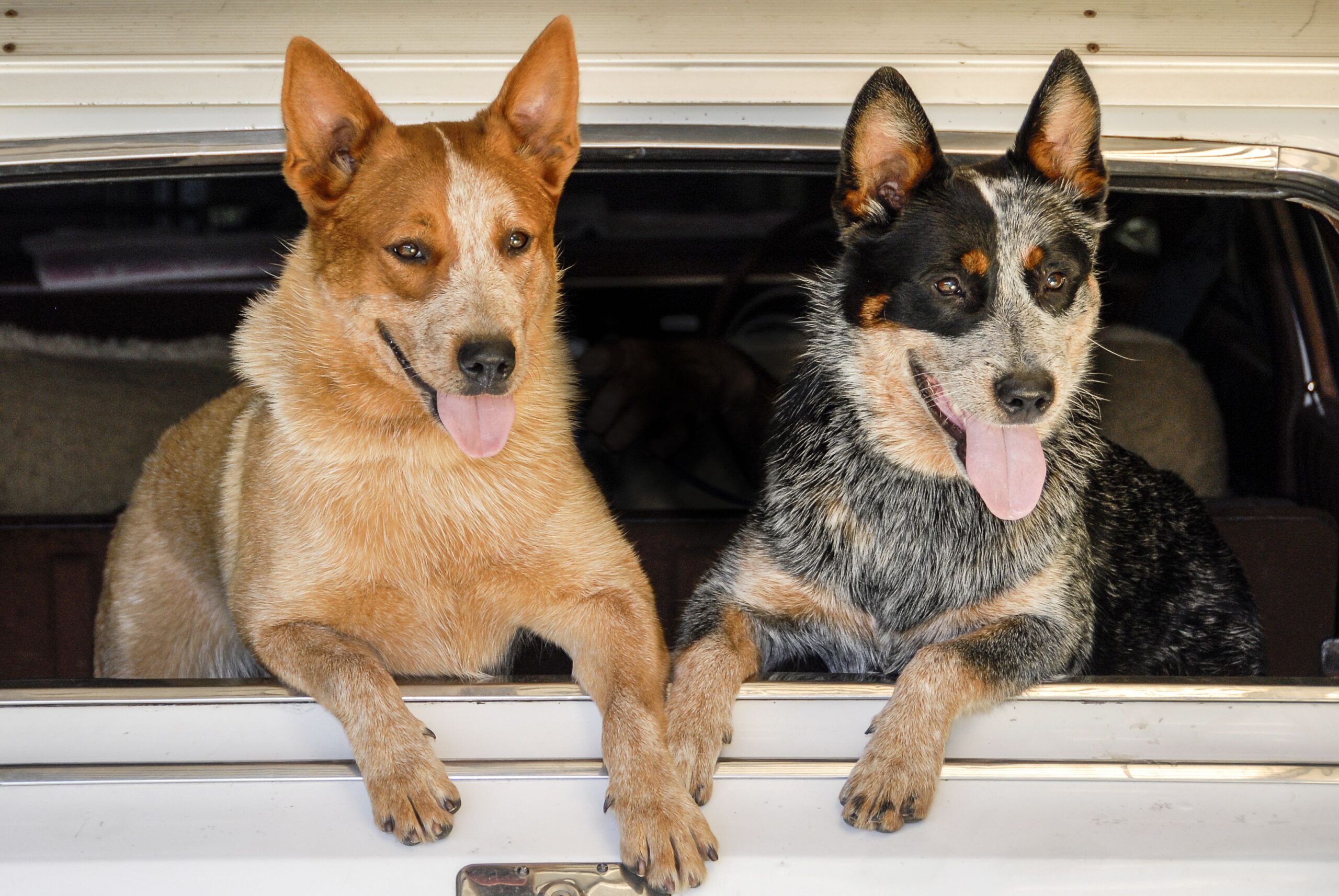 A Red Heeler and a Blue Heeler at car window. Happy and Excited. Iconic Australian Cattle Dog with lifespan 10-13 years. Agile, loyal, intelligent and robust working dogs.