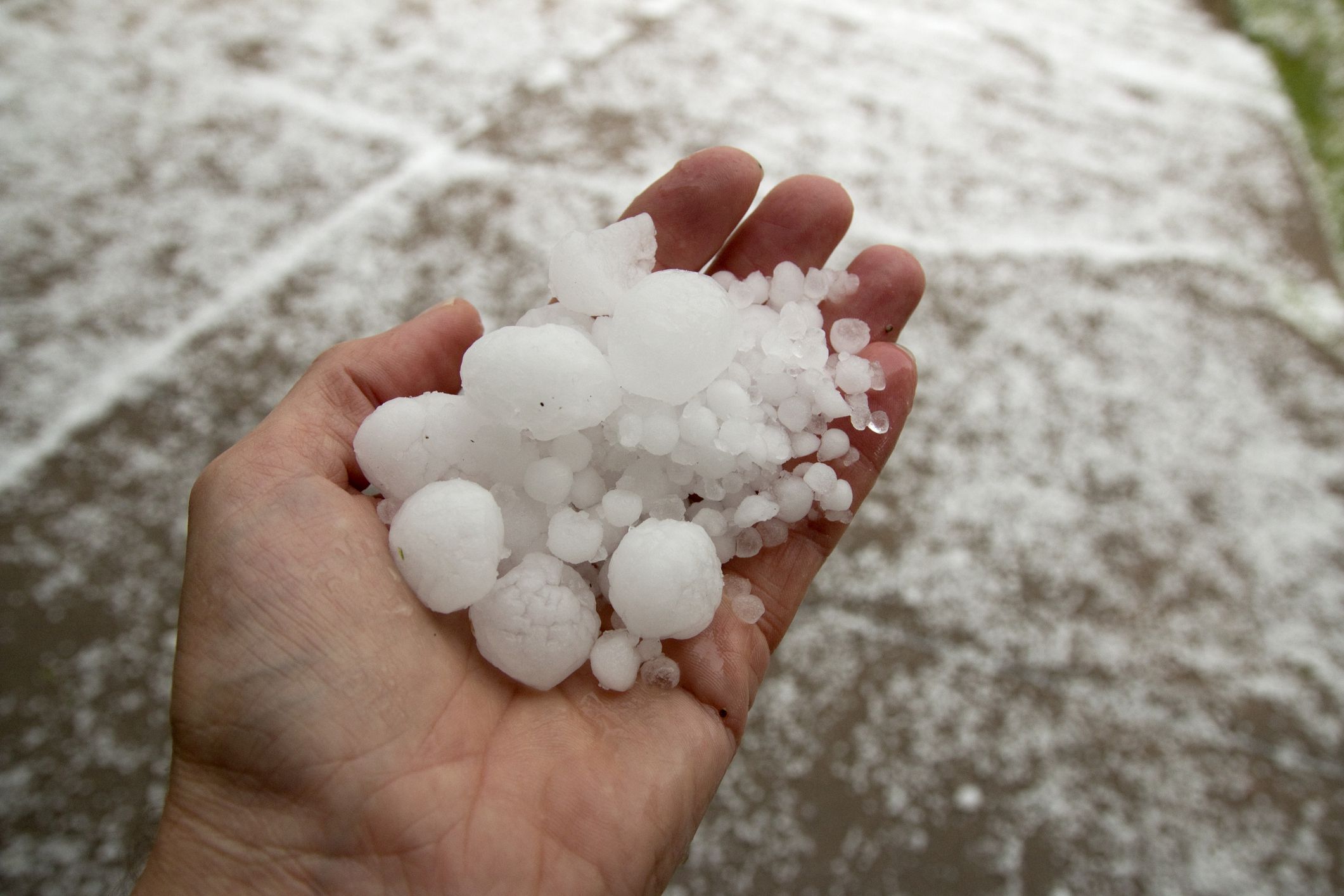 Hand holding hail stones ranging in size from pea sized to quarter sized.