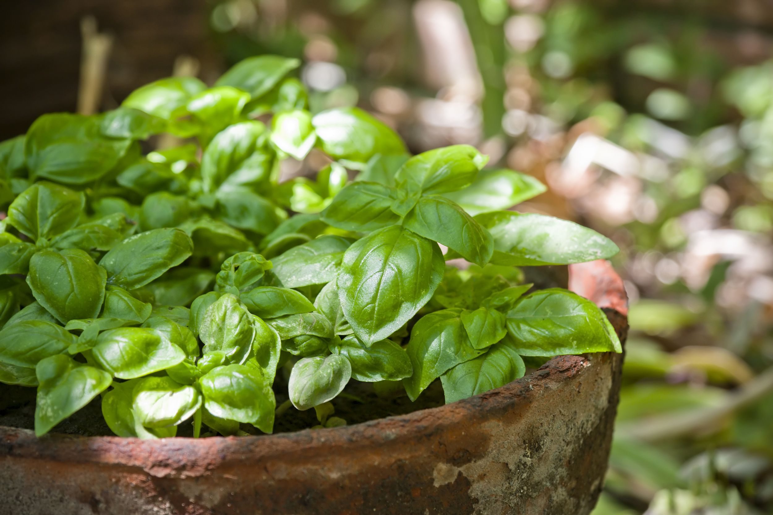green basil plants in an old terracotta pot