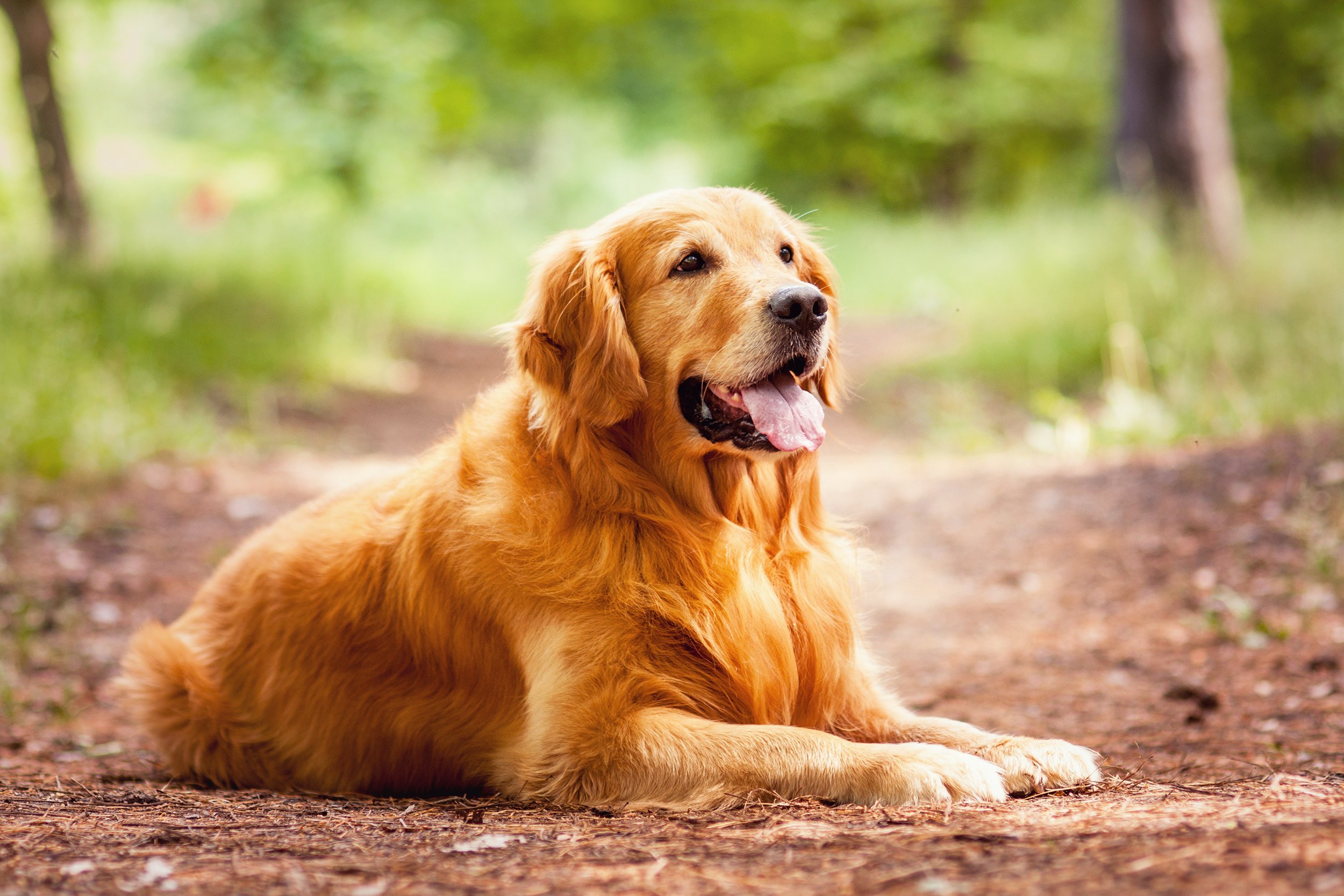 golden retriever outside