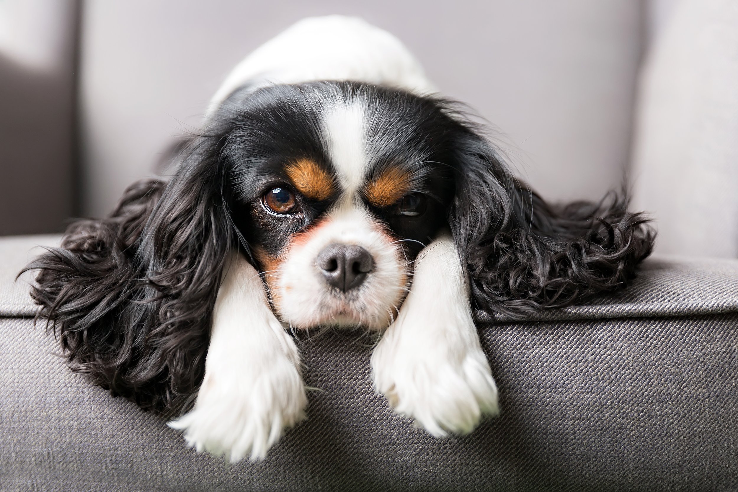 cute cavalier spaniel on a couch