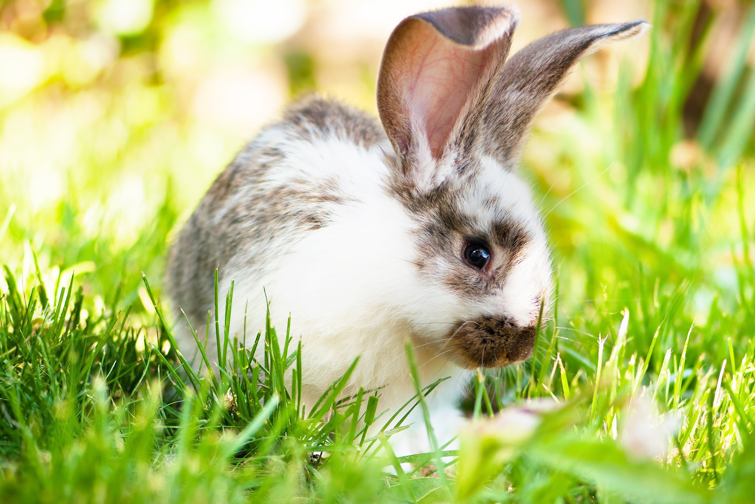 white and brown rabbit sitting in grass, smiling at camera