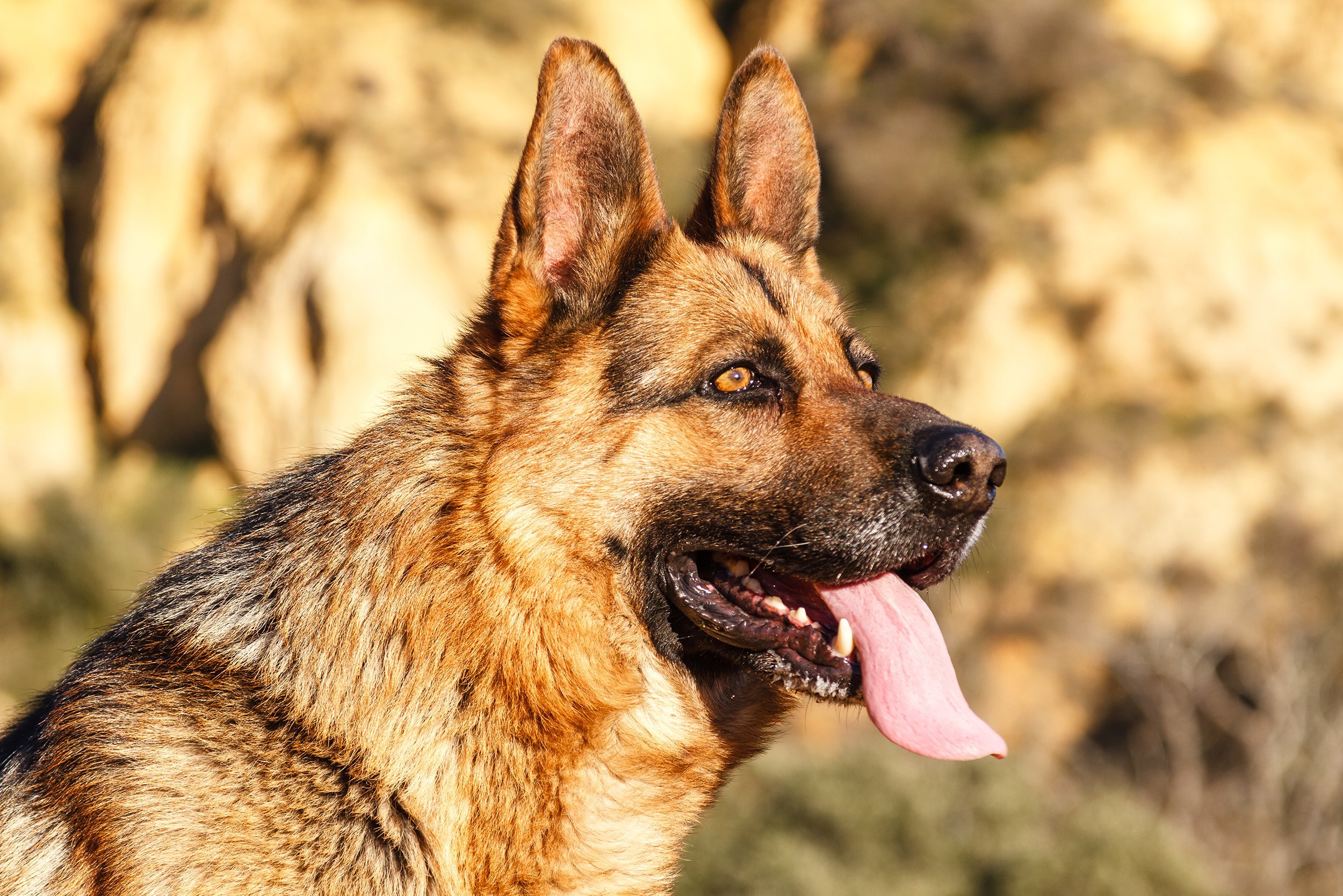 German shepherd dog head outside
