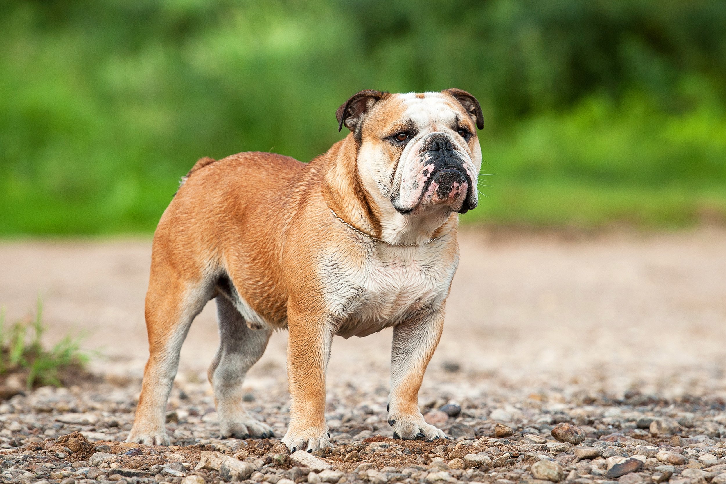 English bulldog