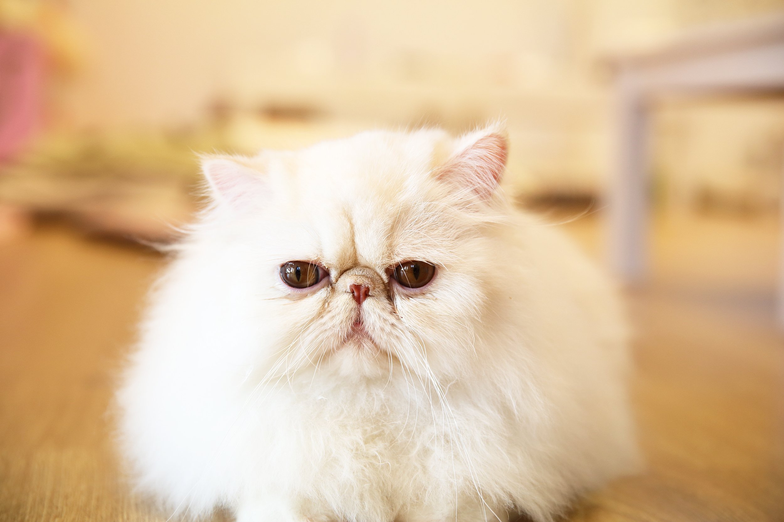 Persian cat on wooden floor