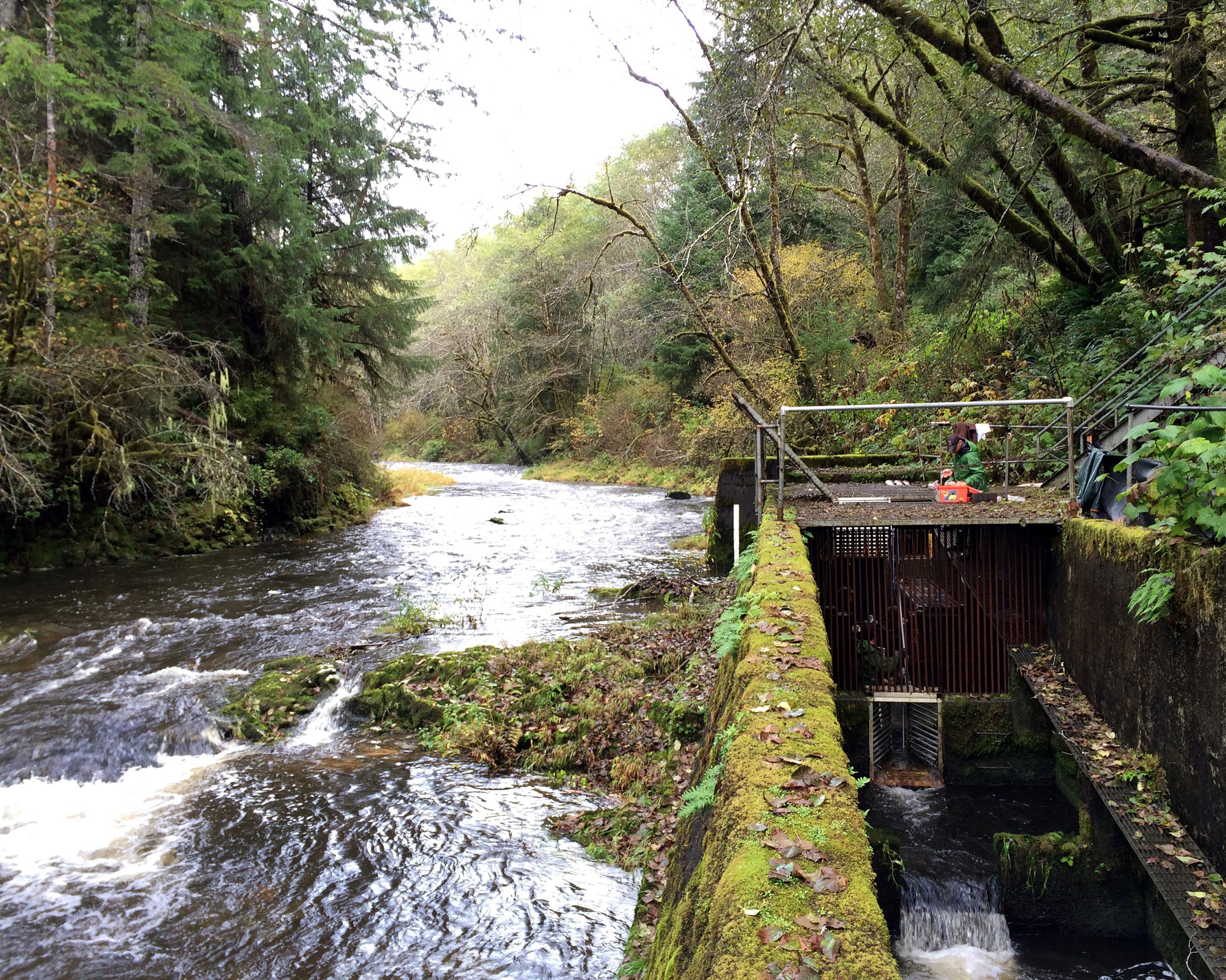 North Fork Nehalem River, Oregon