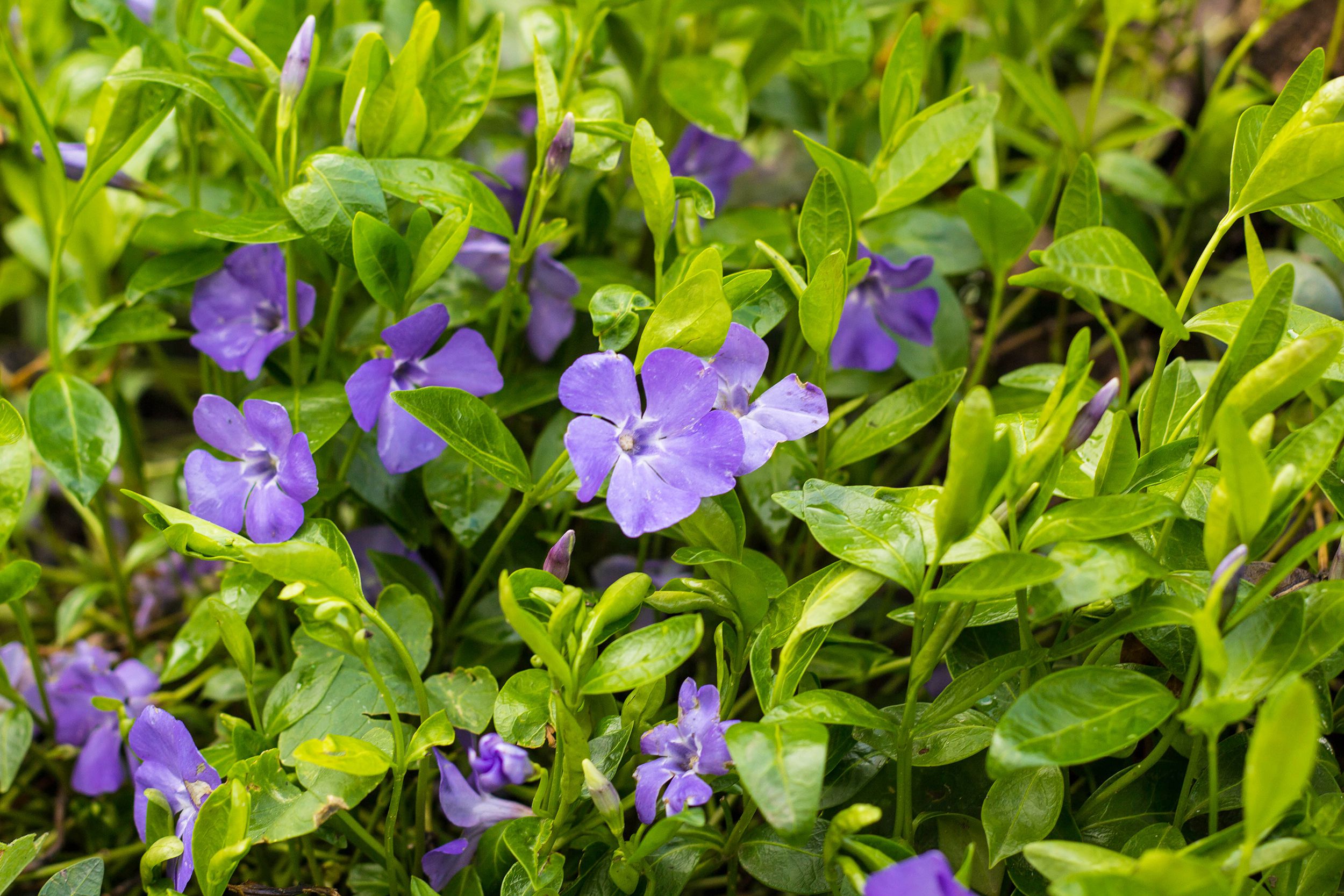 Vinca Major