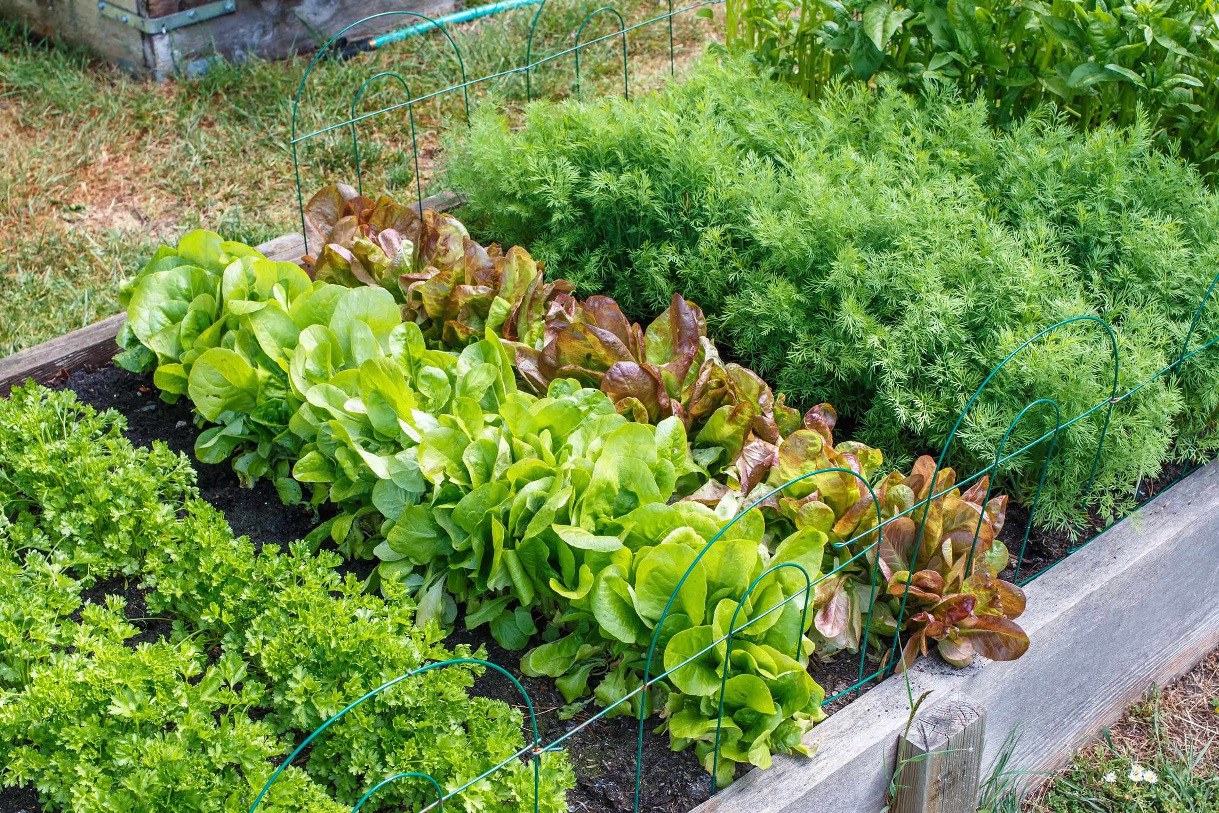 edible garden