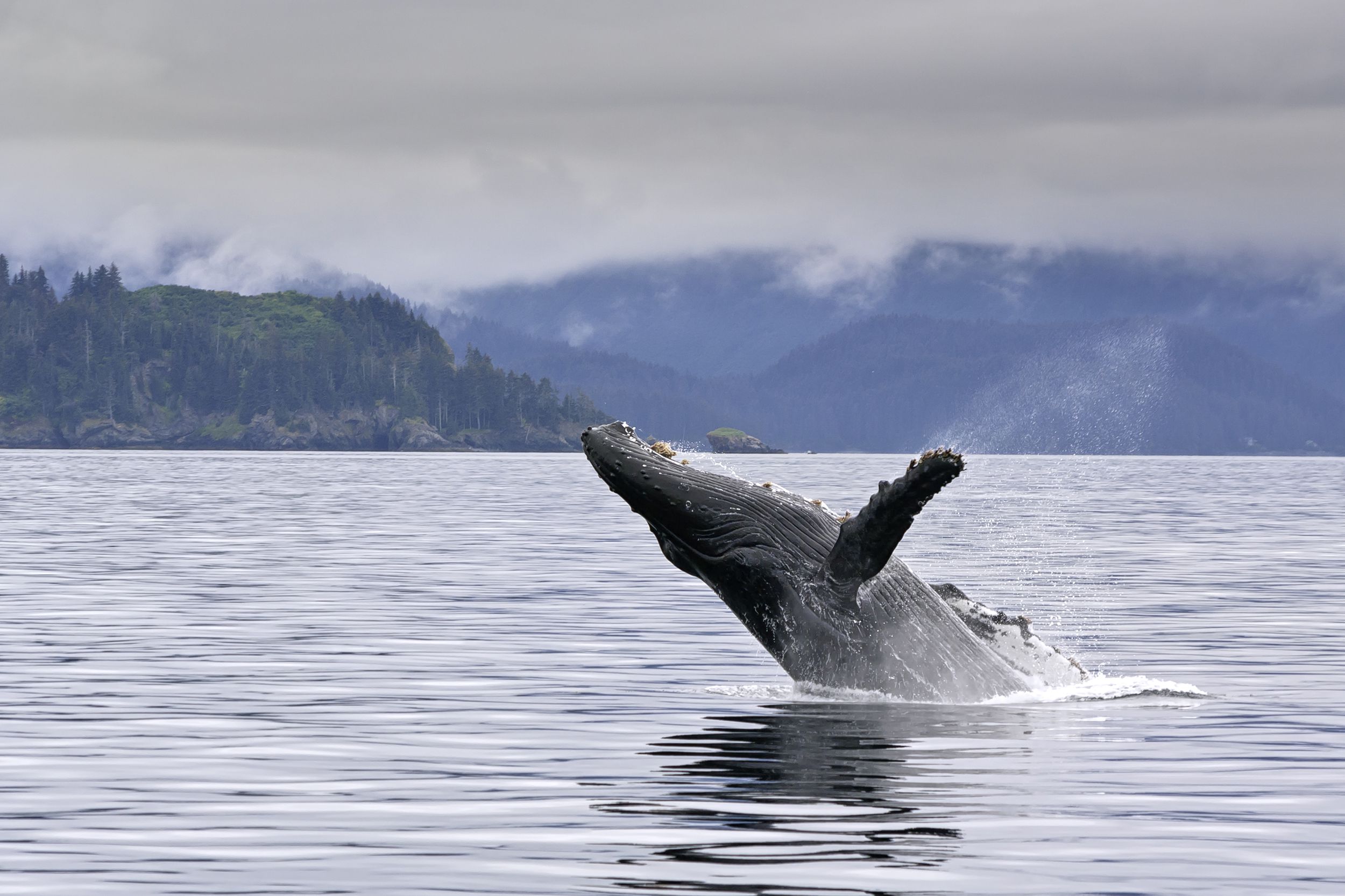 humpback whale in ocean, Alaska