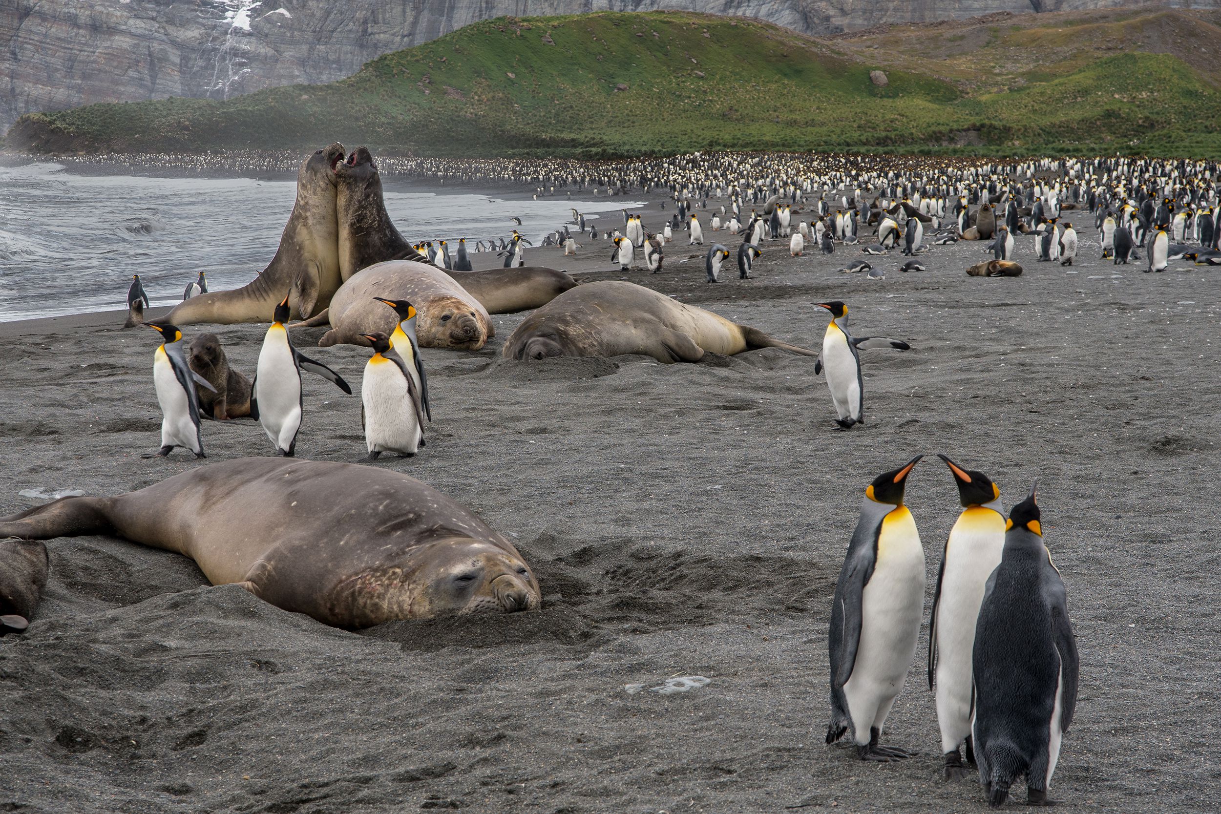 King Penguins and Elephant Seals, Gold Harbour, South Georgia
