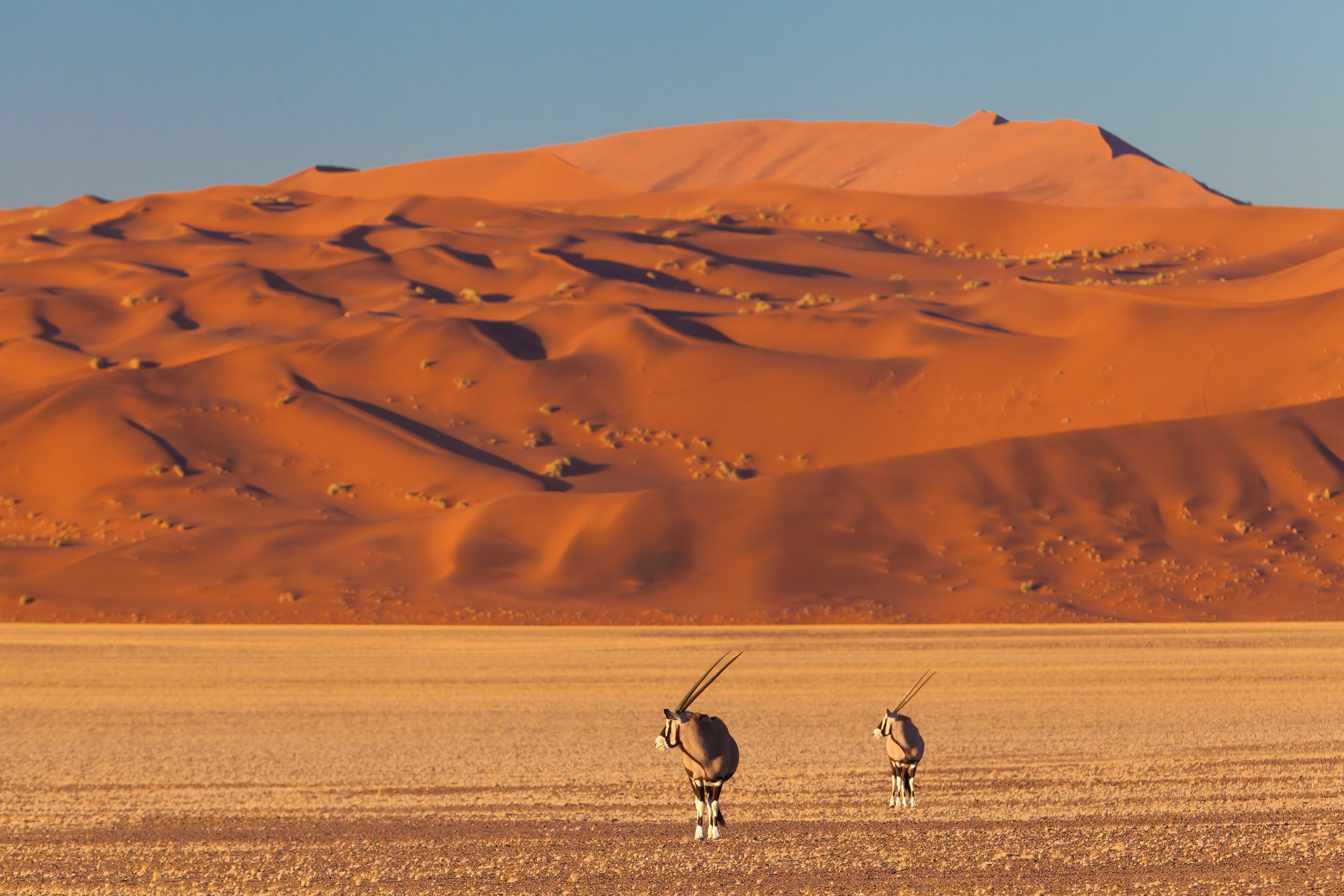 Gemsbok, Namib Desert, Namibia