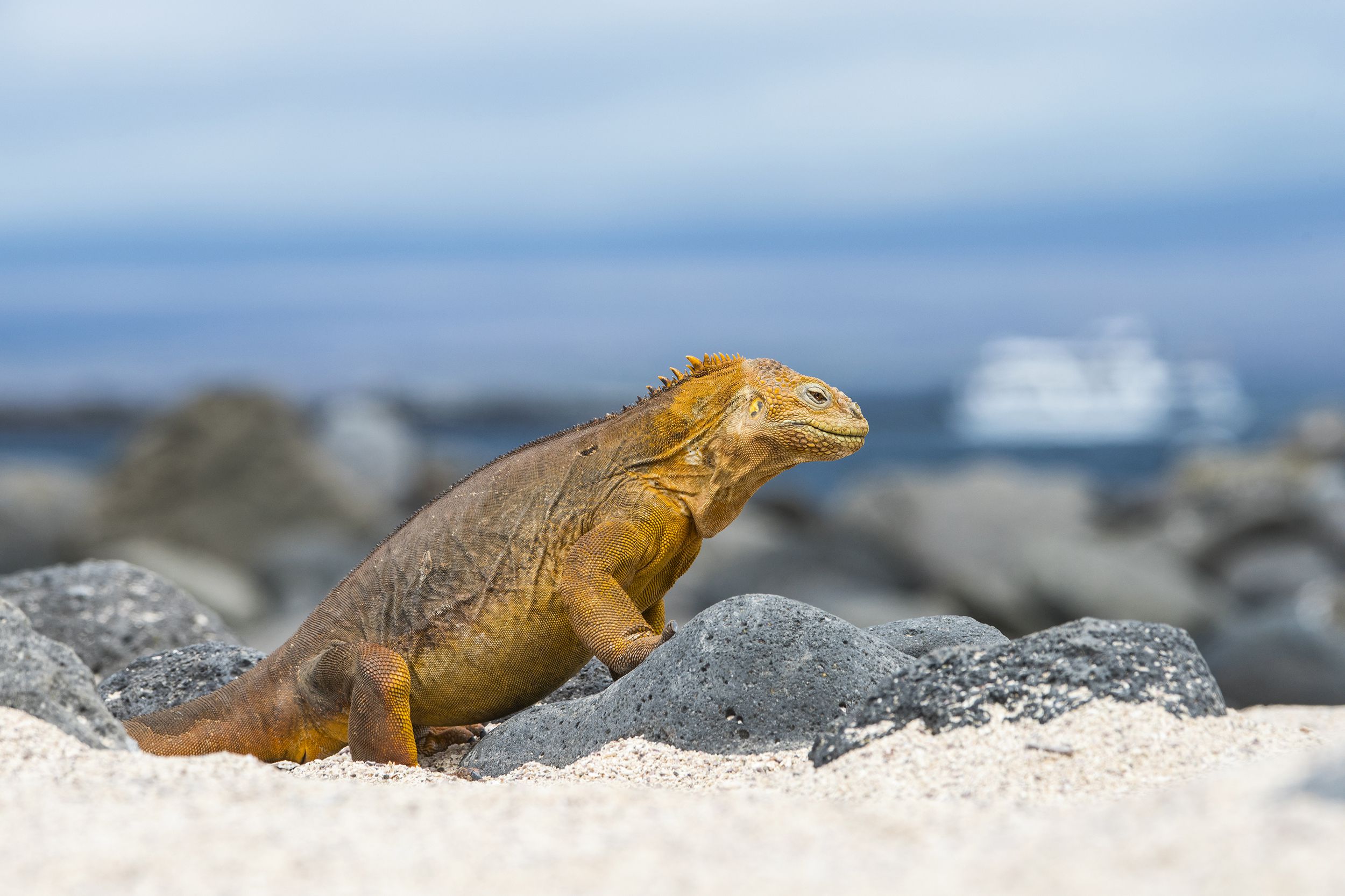 land iguana, North Seymour Island, Galapagos