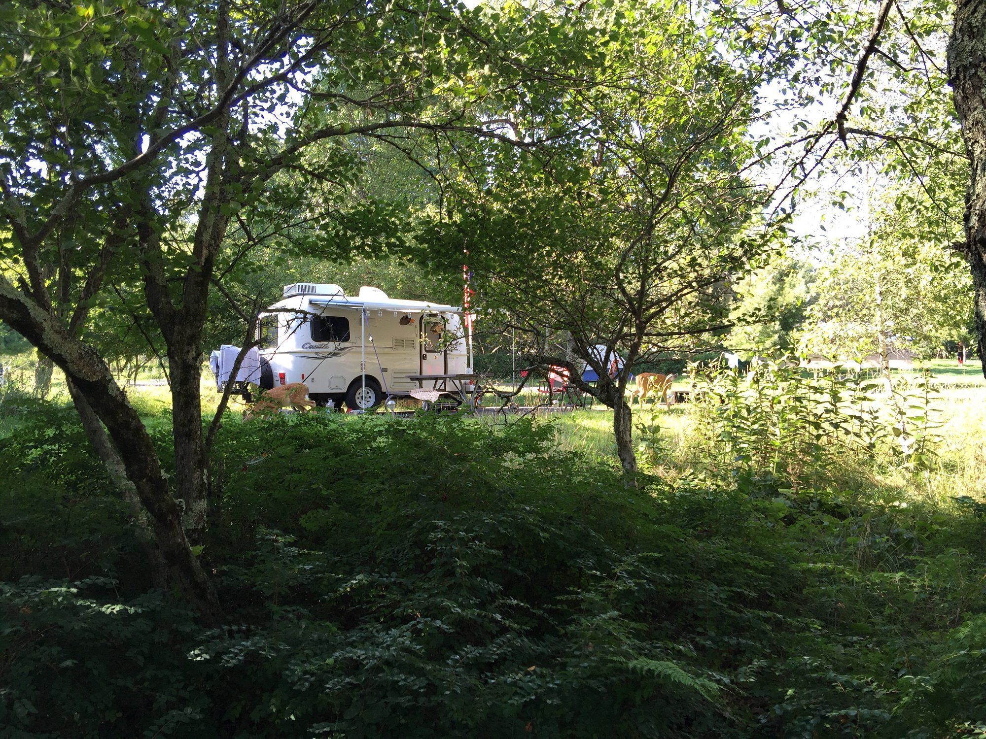 Big Meadows Campground, Shenandoah National Park, Virginia, trees and forest in the foreground with an RV camper in a camping spot in the background and a deer