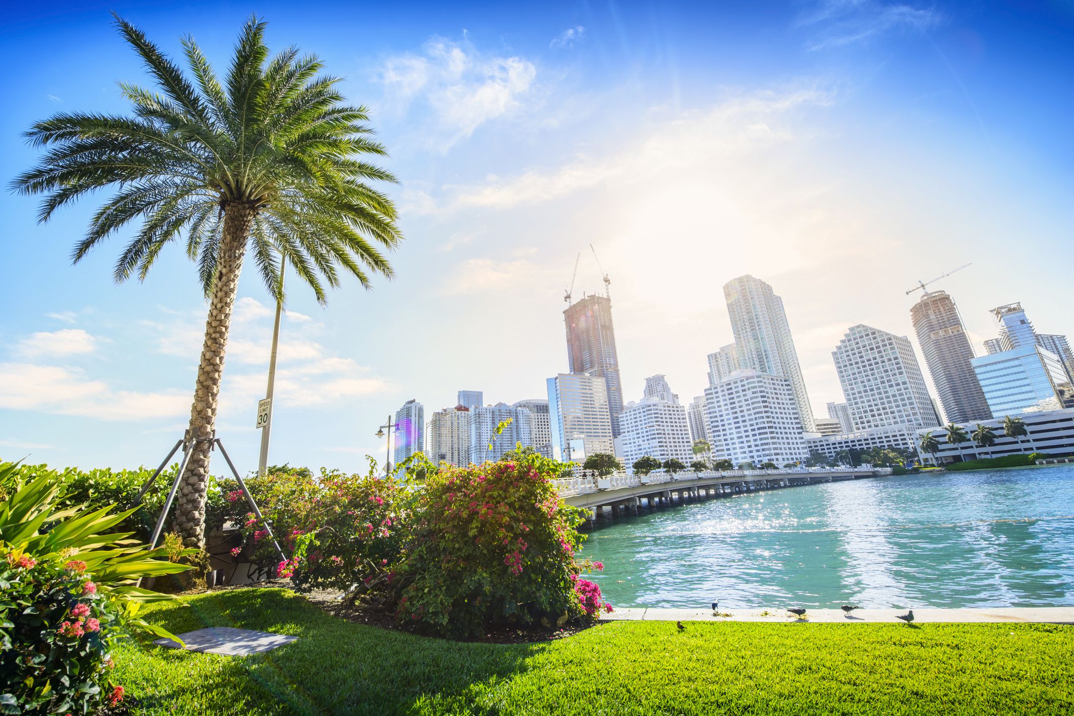 Buildings of downtown Miami as seen from a park with a palm tree on the left, bridge leading to downtown with the sun bright in the blue sky