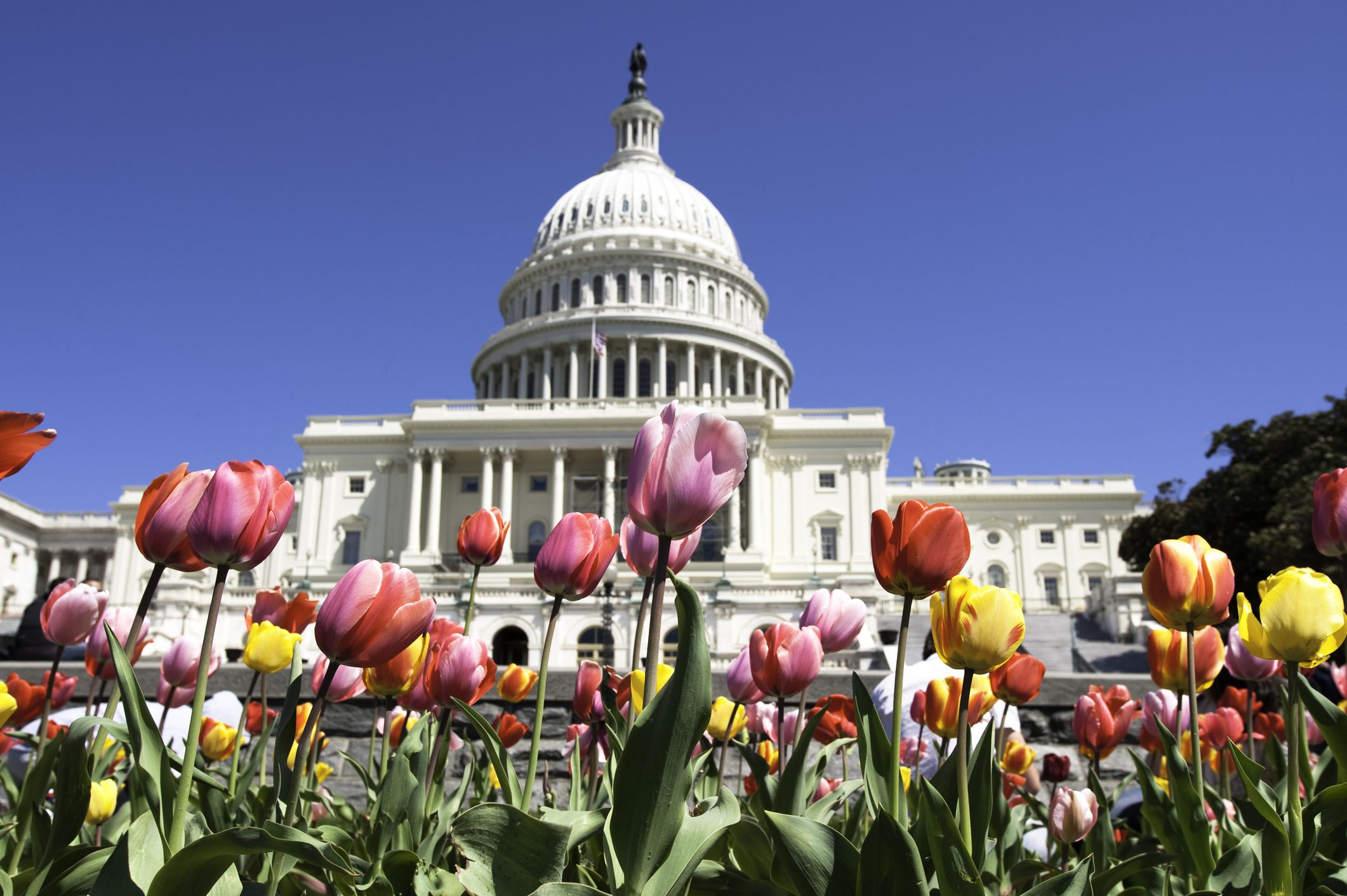 Closeup of different colored tulips in front of the U.S. Capitol building, Washington, D.C. against a blue sky