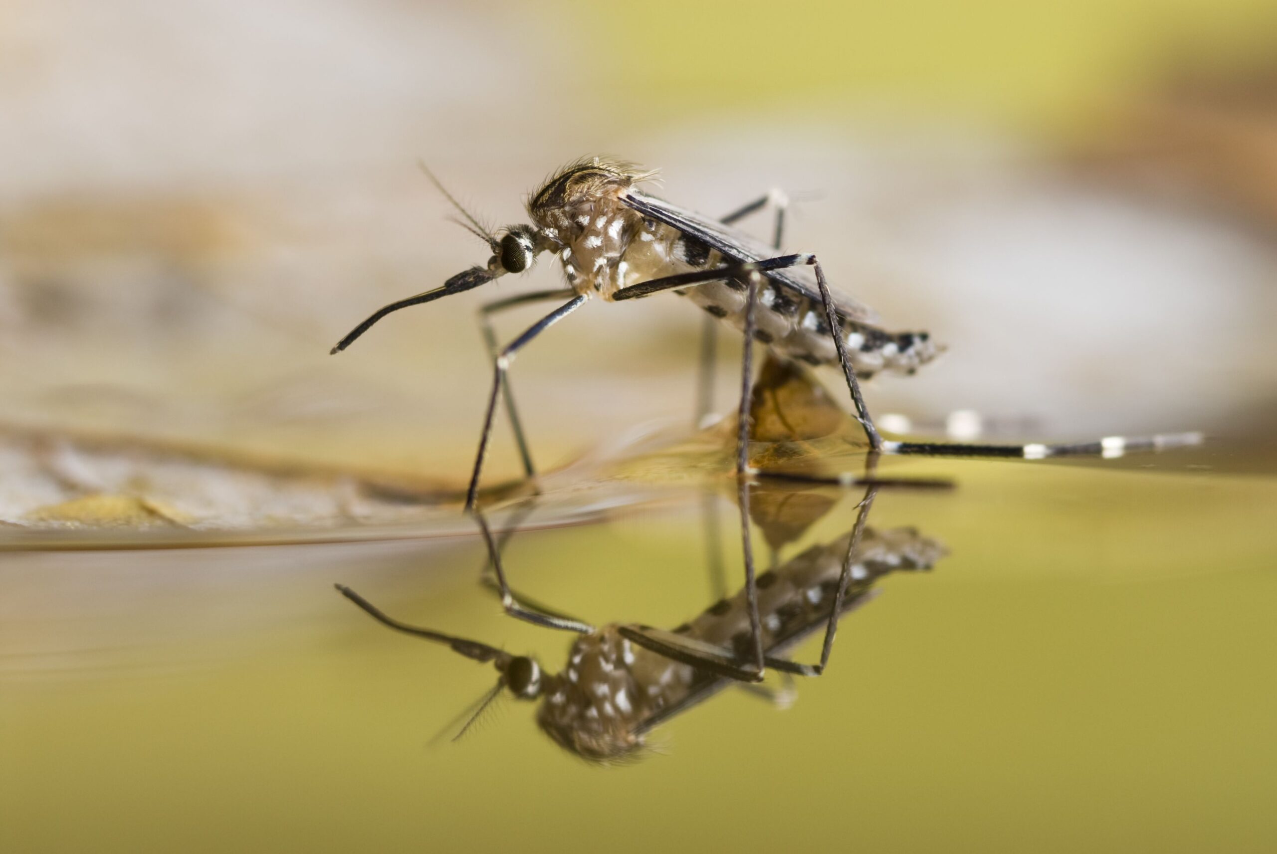Extreme closeup of a black and white spotted mosquito on the surface of liquid with a blurred background