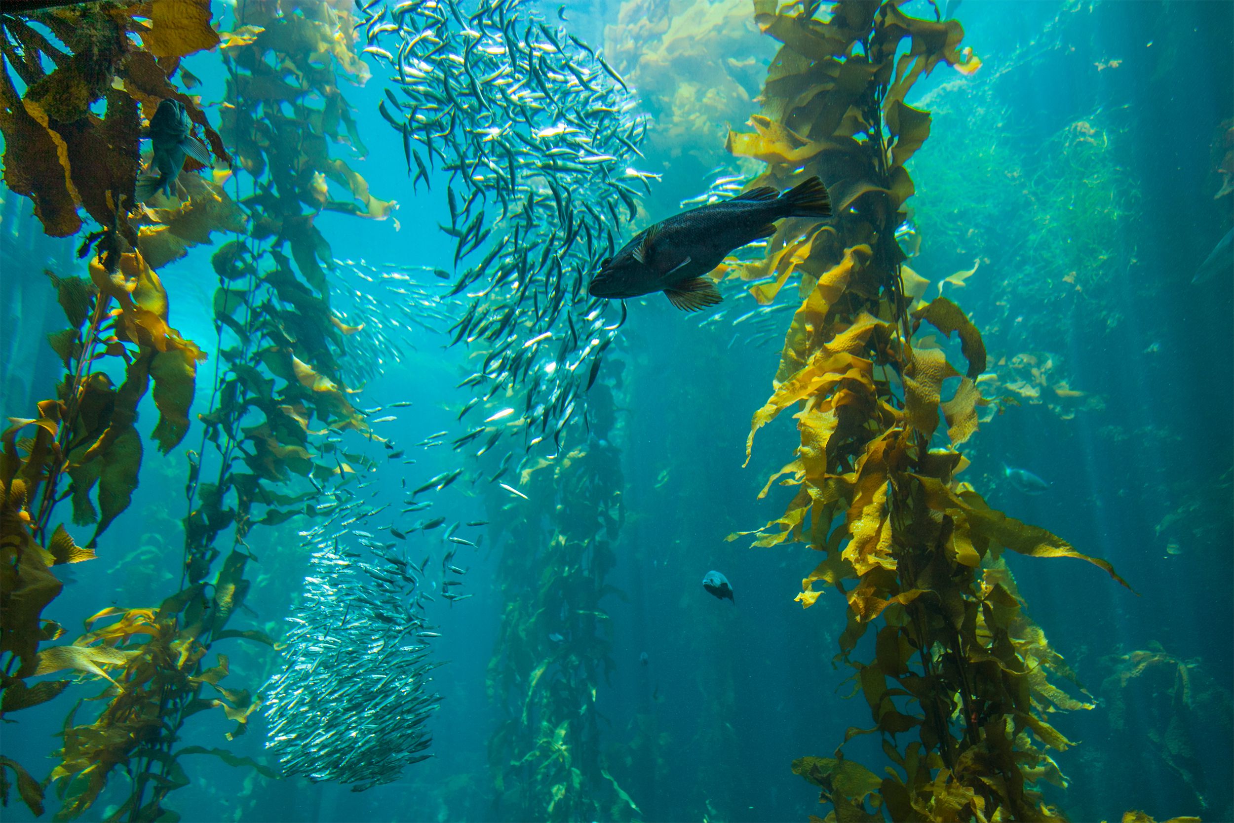 Kelp forest in Monterey Bay, California, fishes are swimming among the kelp
