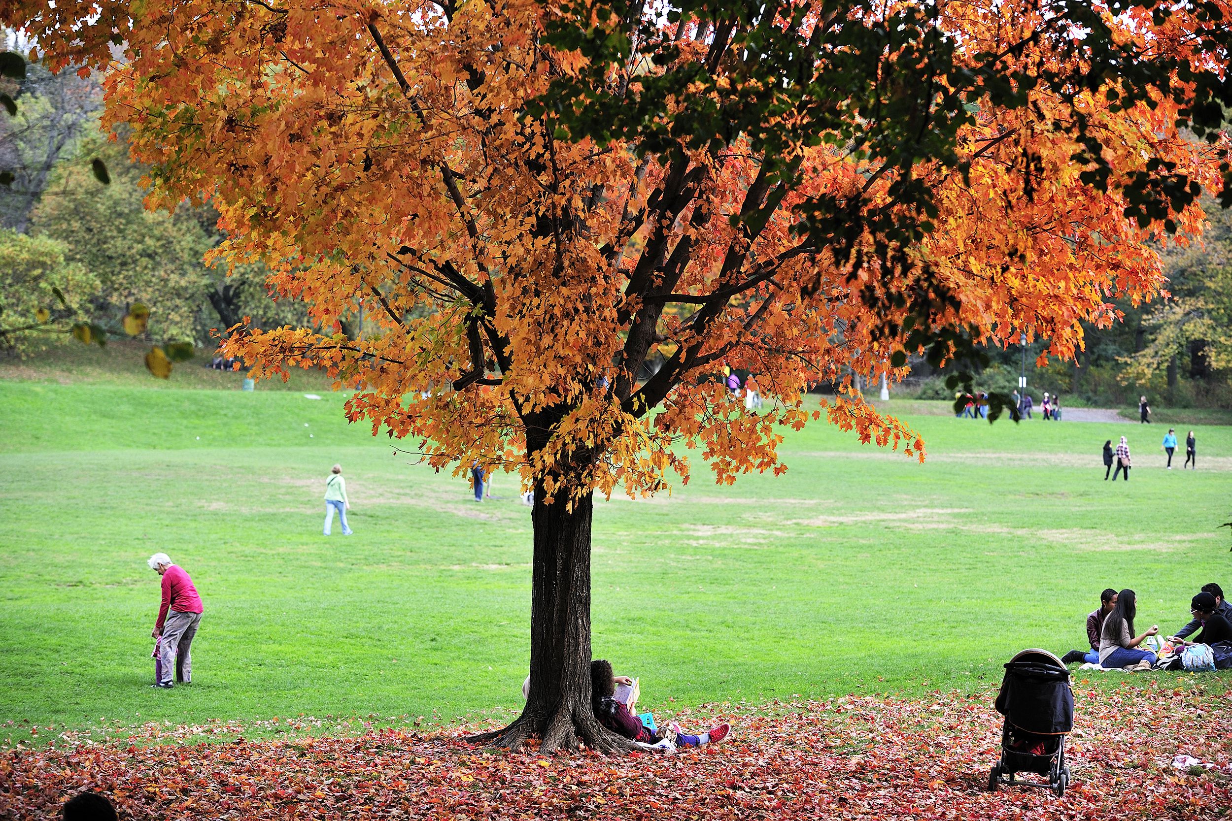 People enjoying Prospect Park, Brooklyn, during autumn, one woman is leaning on a tree with colorful leaves in the foreground