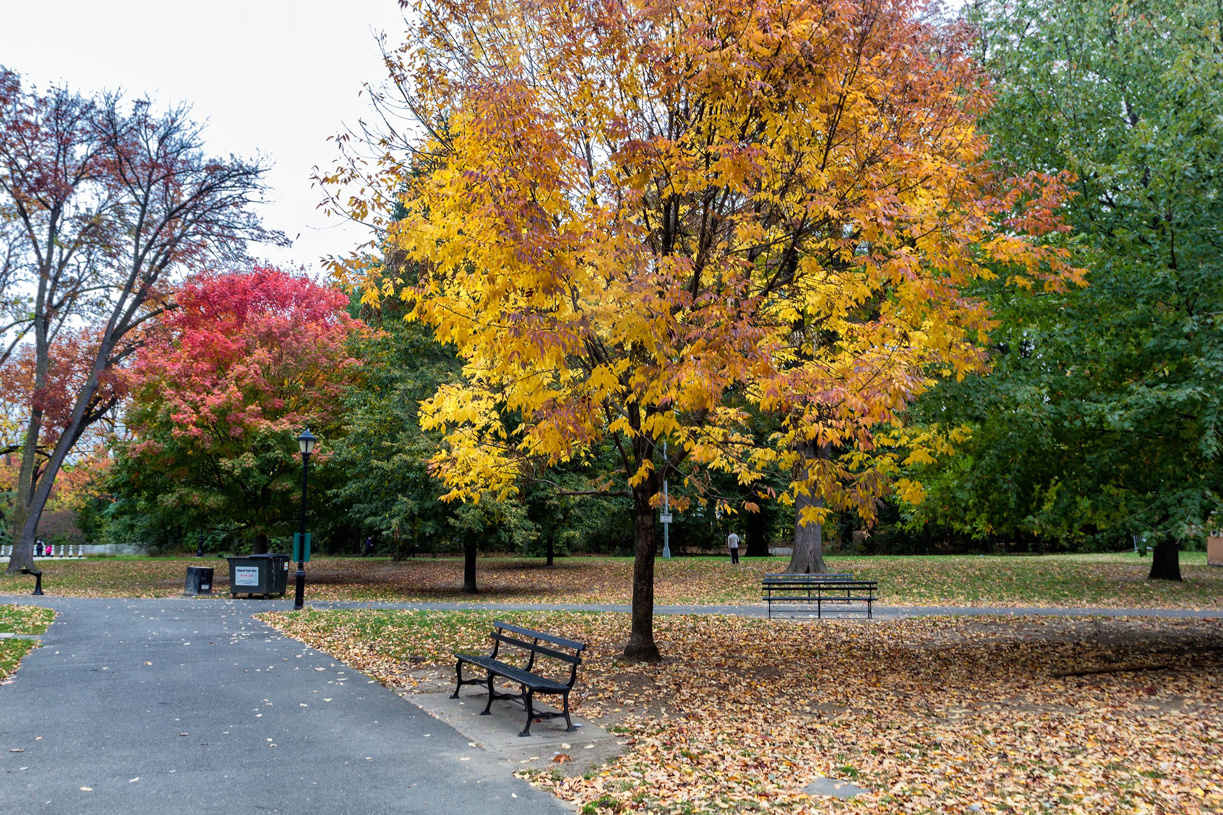 Prospect Park, Brooklyn, during early autumn, a yellow leaf tree in the foreground with a few red leafed trees surrounded by green leafed trees, leaves on the ground, empty benches