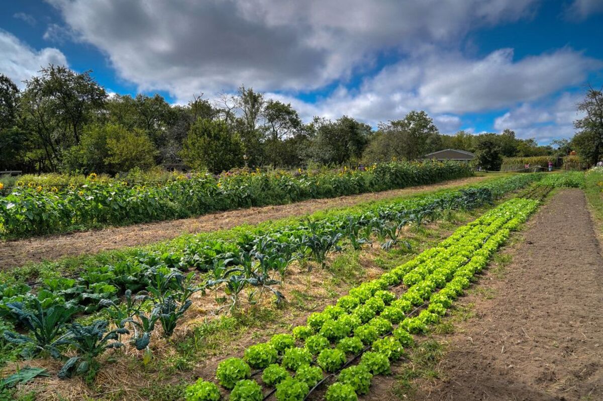 Queens County Farm Museum, Floral Park, New York