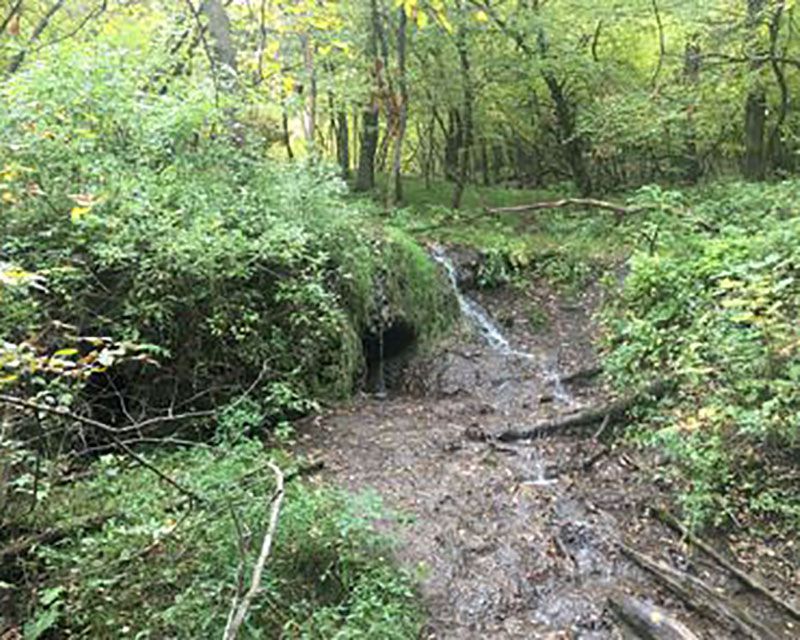 North Dakota: Sheyenne State Forest