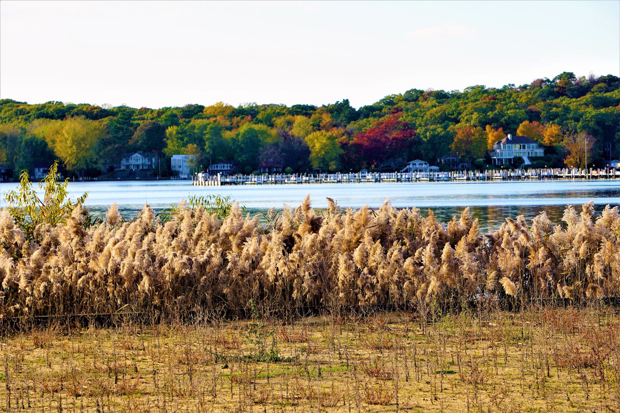 Shoreline of Saugatuck, Michigan, grassy area and tall grass plants in the foreground, large homes on the lake in the background, forest trees line the homes and a pale blue sky