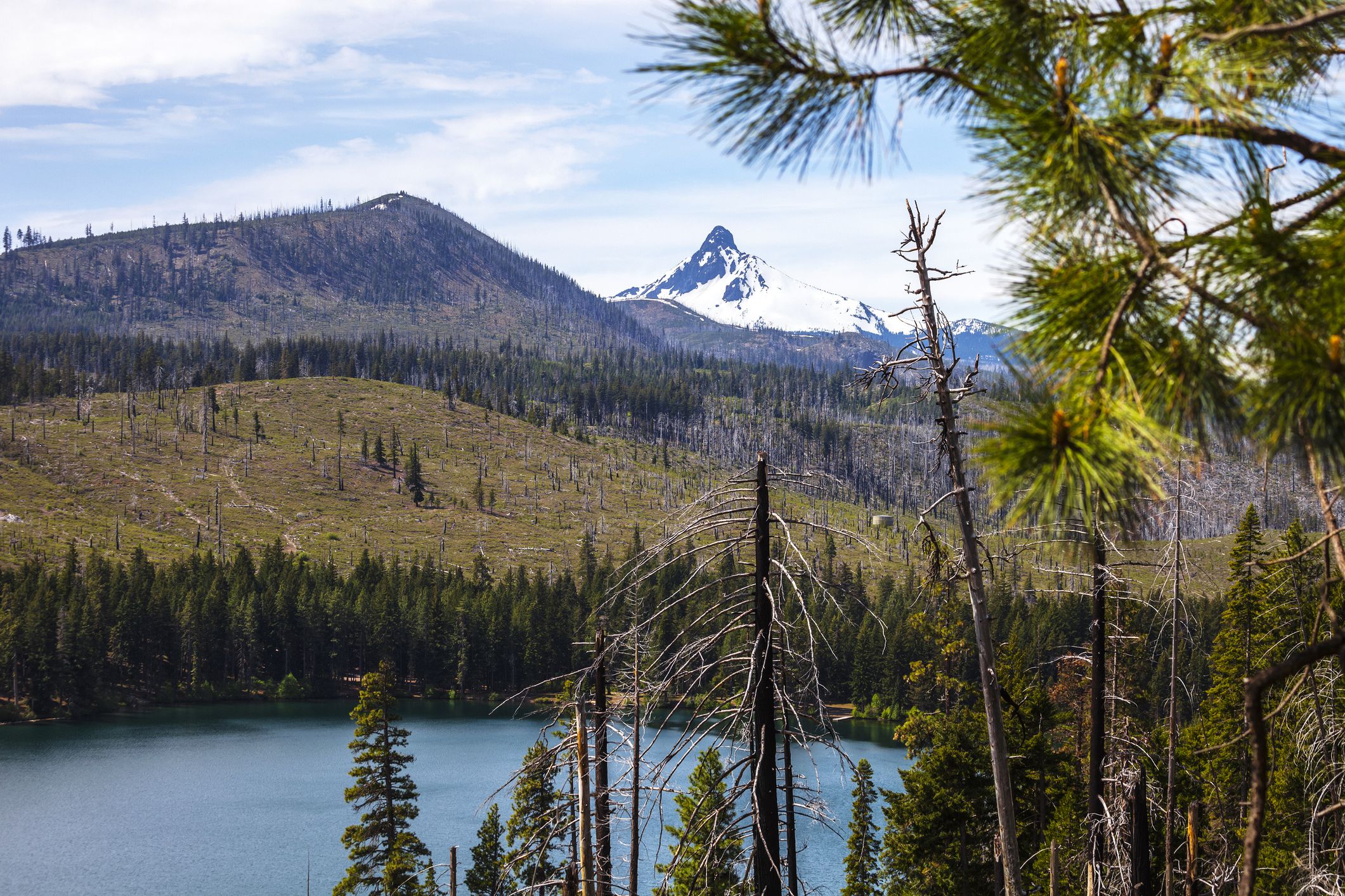Suttle Lake with a view of Mount Washington, Oregon with lots of burned trees after a forest fire mixed with untouched pines, a branch of pine frames the top right, during summer
