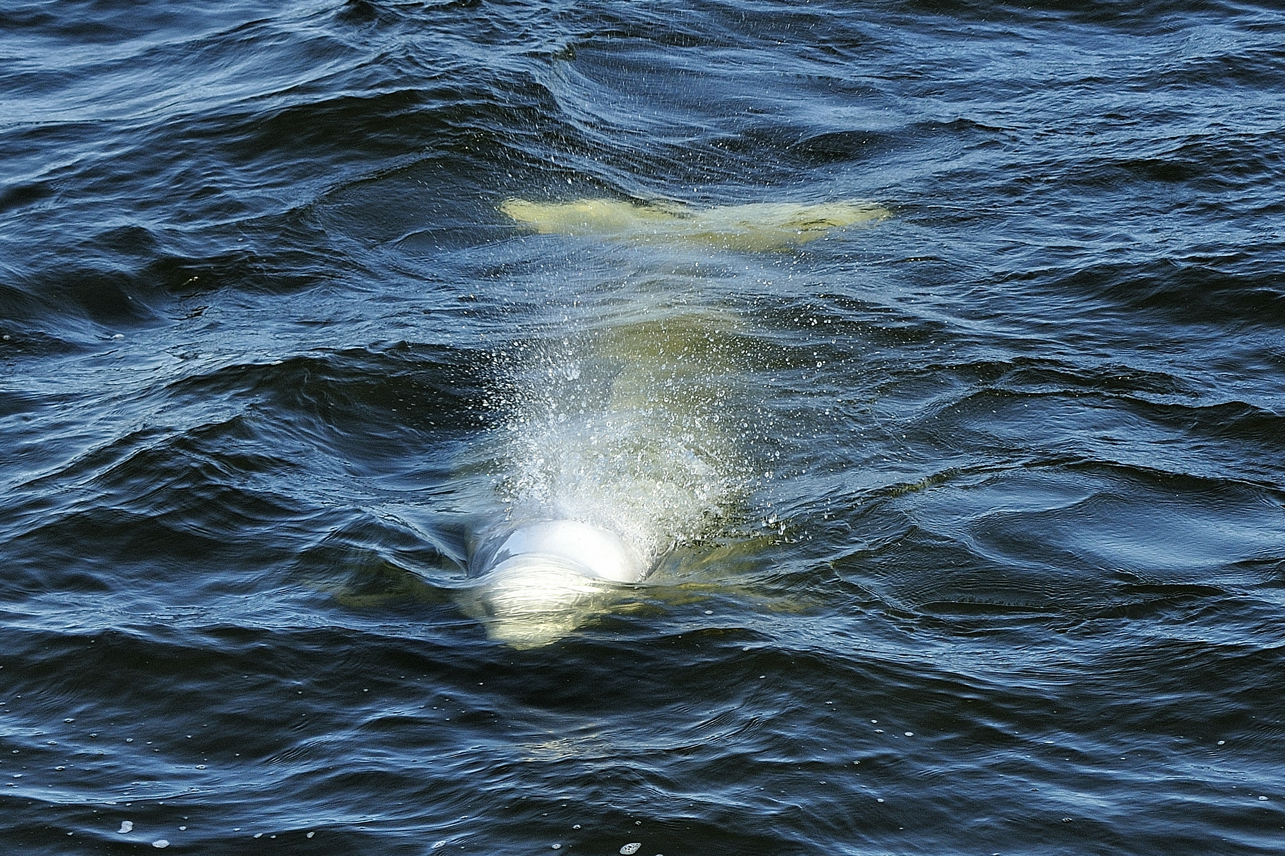 Focus on two beluga whales swimming in the Churchill River, Manitoba, Canada