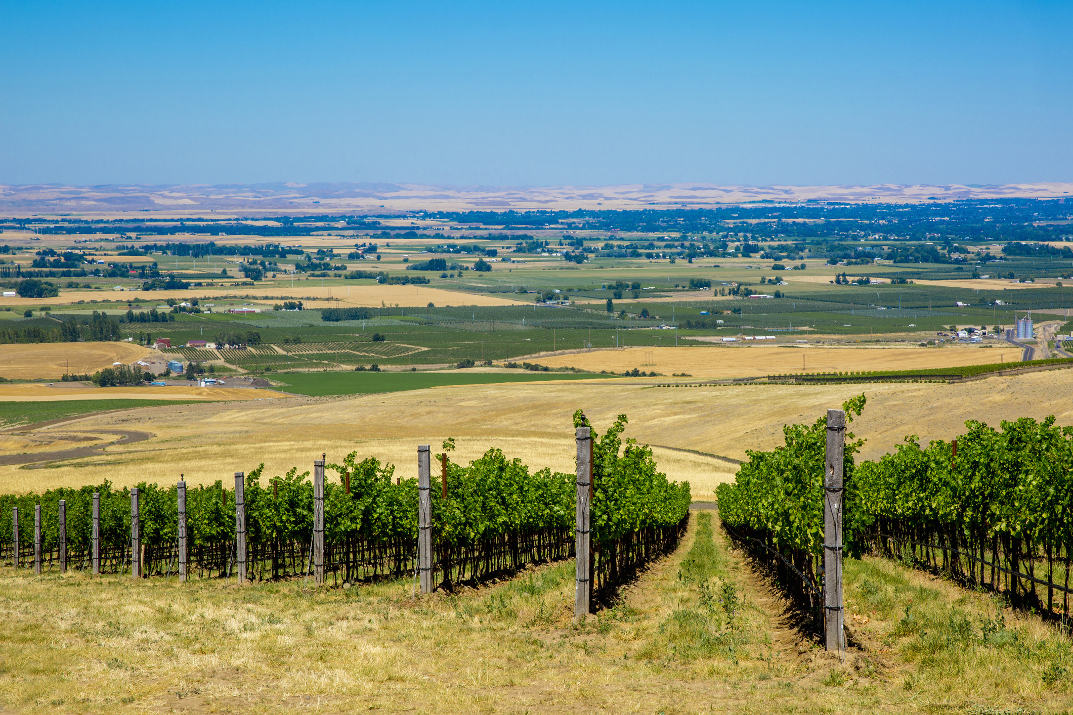 Vineyard on hillside overlooking rural landscape, Walla Walla, Washington, a clear blue sky in the background
