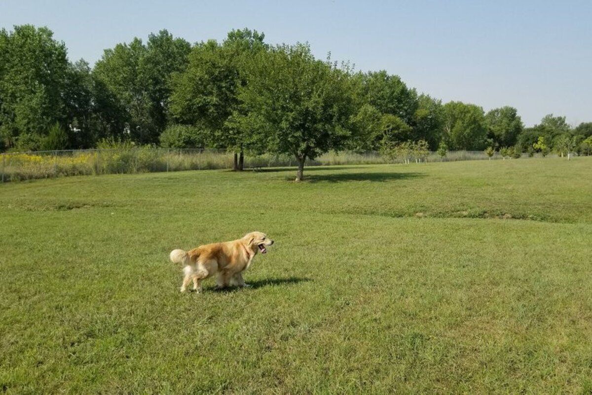 Walnut Creek Lake & Recreation Area, Papillion, Nebraska, a golden retriever in dog park