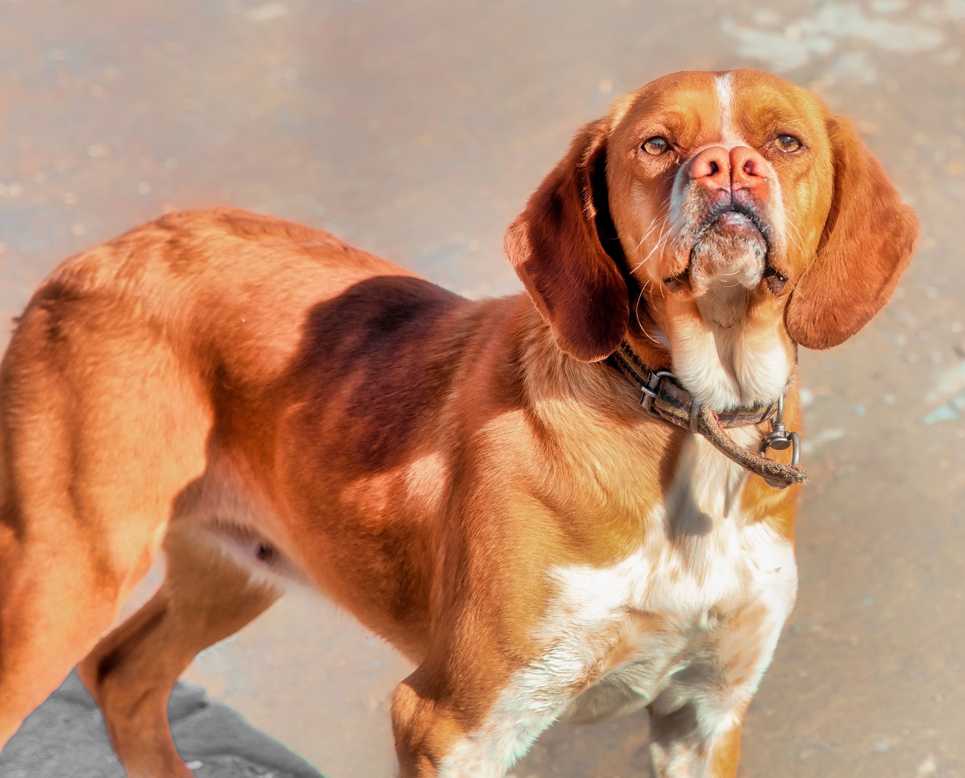 Turkish hunting dog. Called double nose, Catalburun