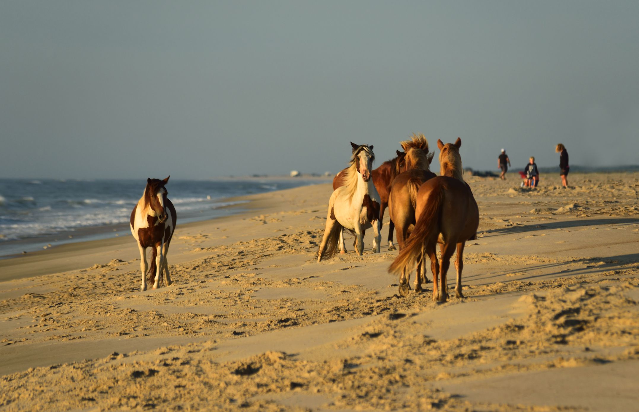 An Asssateague pony stallion in the middle is putting on a mating display to challenge the stallion just in front of him. These two have been at it all morning just to pass on their genes