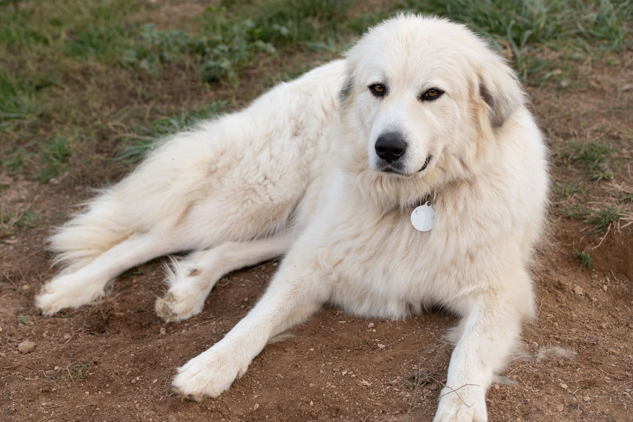 Photograph of a great pyrenees lying outside in a fresh pile of dirt recently dug up from a nearby hole.