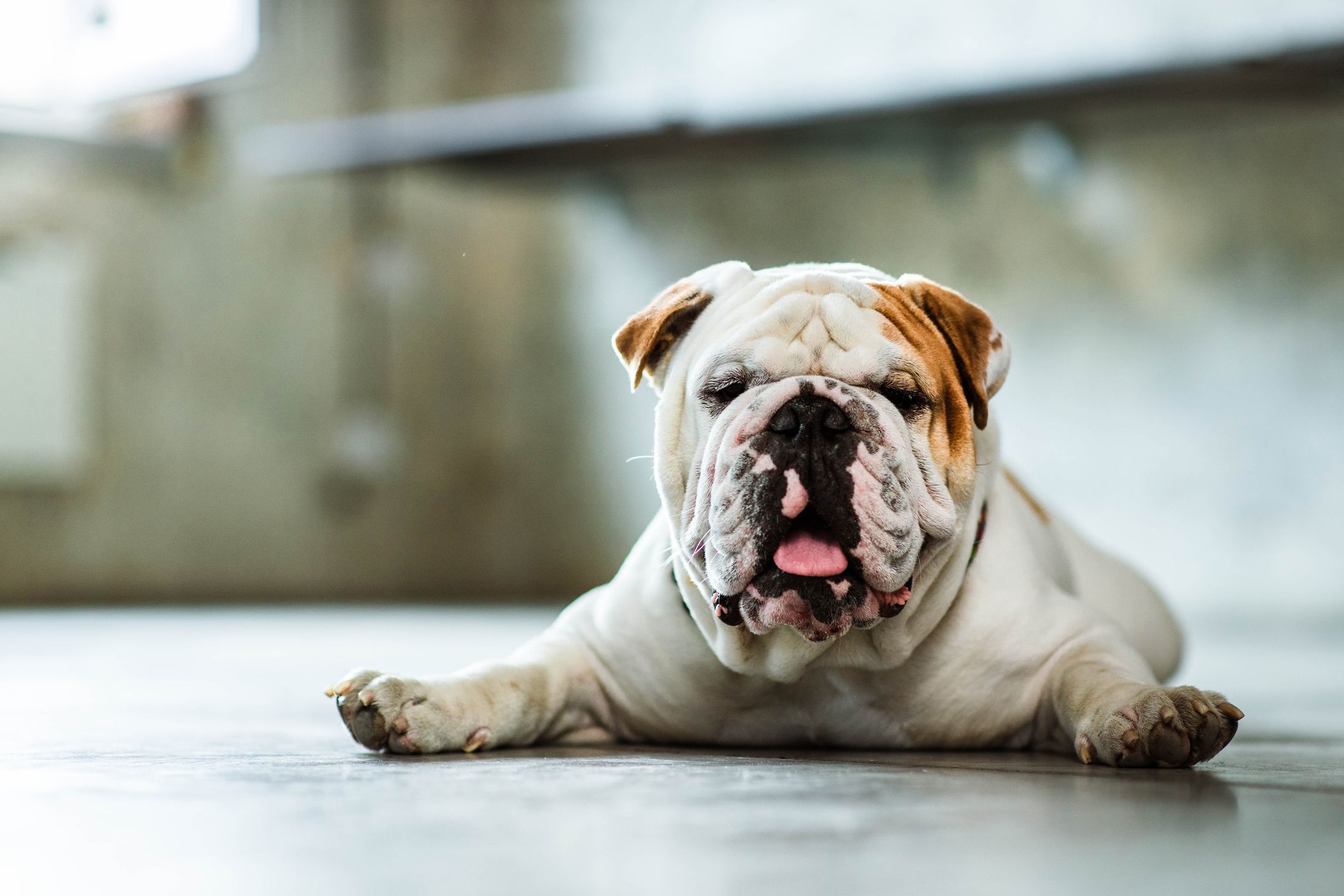 Bulldog lying on floor. Copy space.