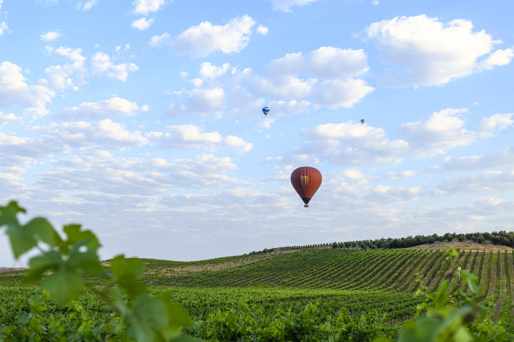 Hot Air Balloons rise over Temecula, California vineyard.