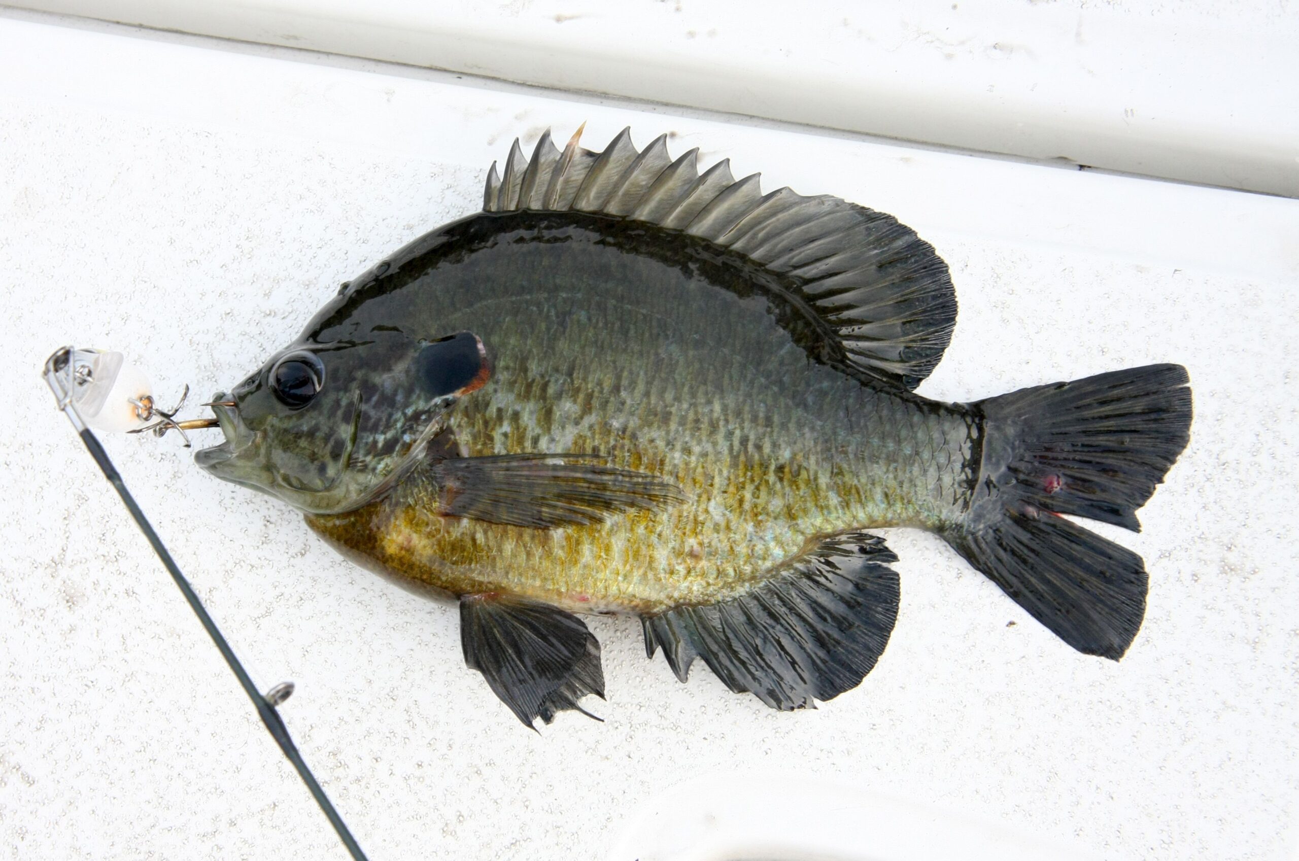 redear sunfish