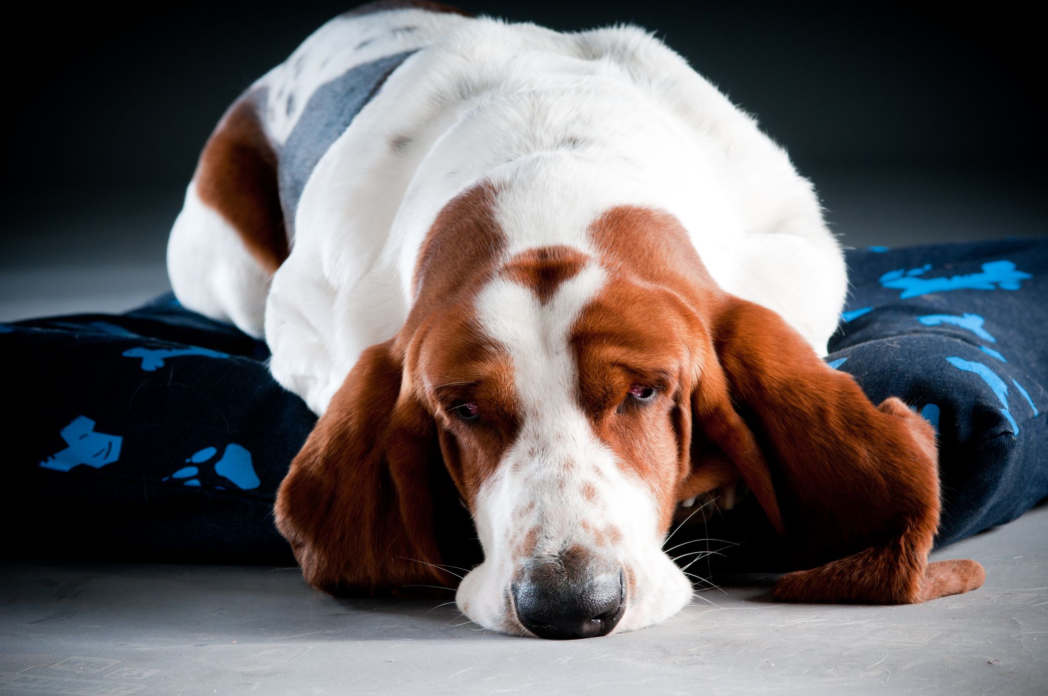 Basset hound lying on dog pillow with isolated grey background.