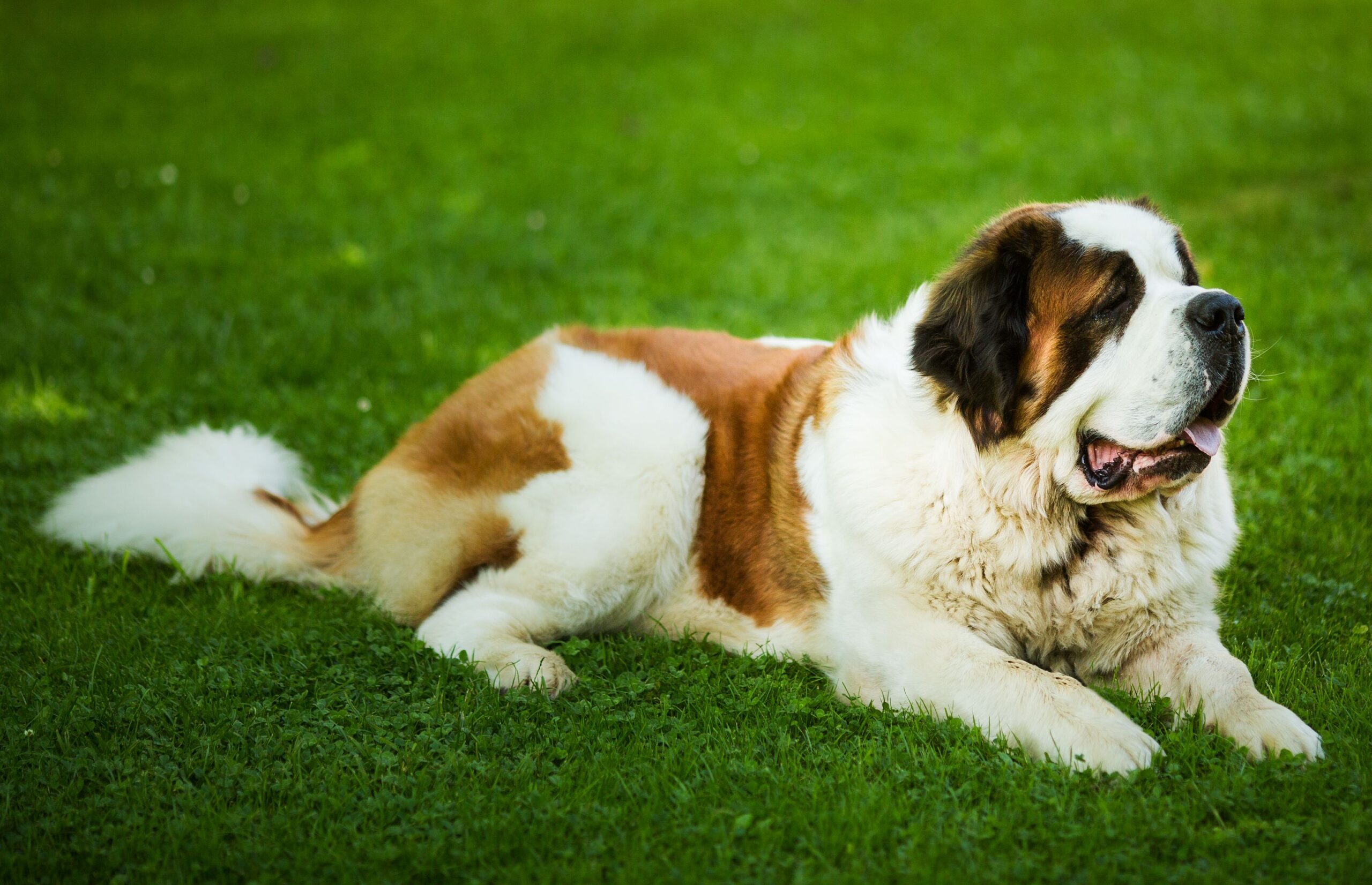 St. Bernard dog