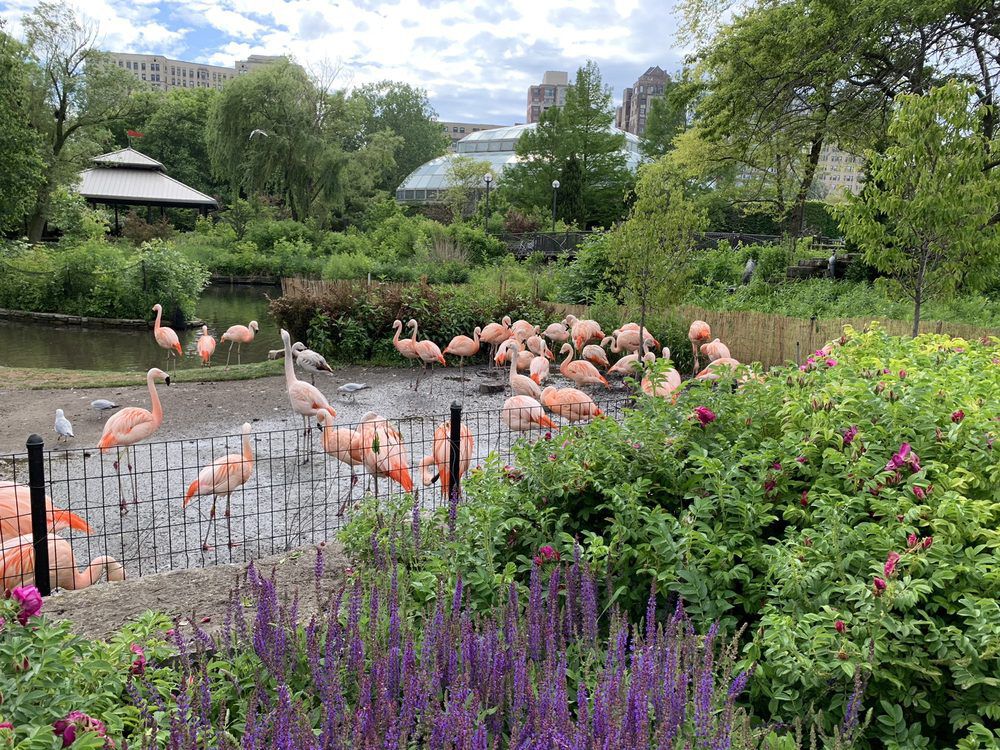 Get Wild at the Lincoln Park Zoo