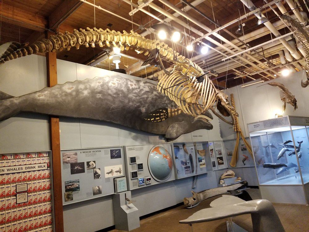 Cabrillo Marine Aquarium, San Pedro