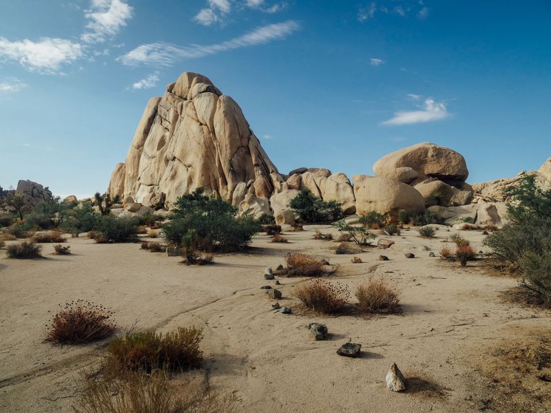 JOSHUA TREE CAMP