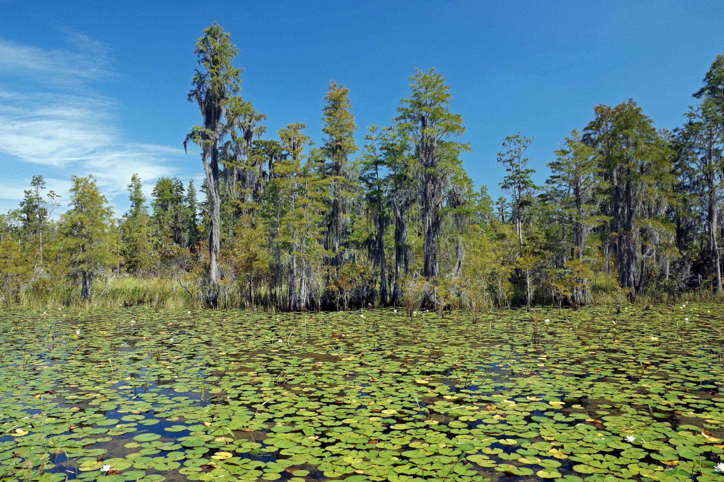 Okefenokee National Wildlife Refuge in Georgia