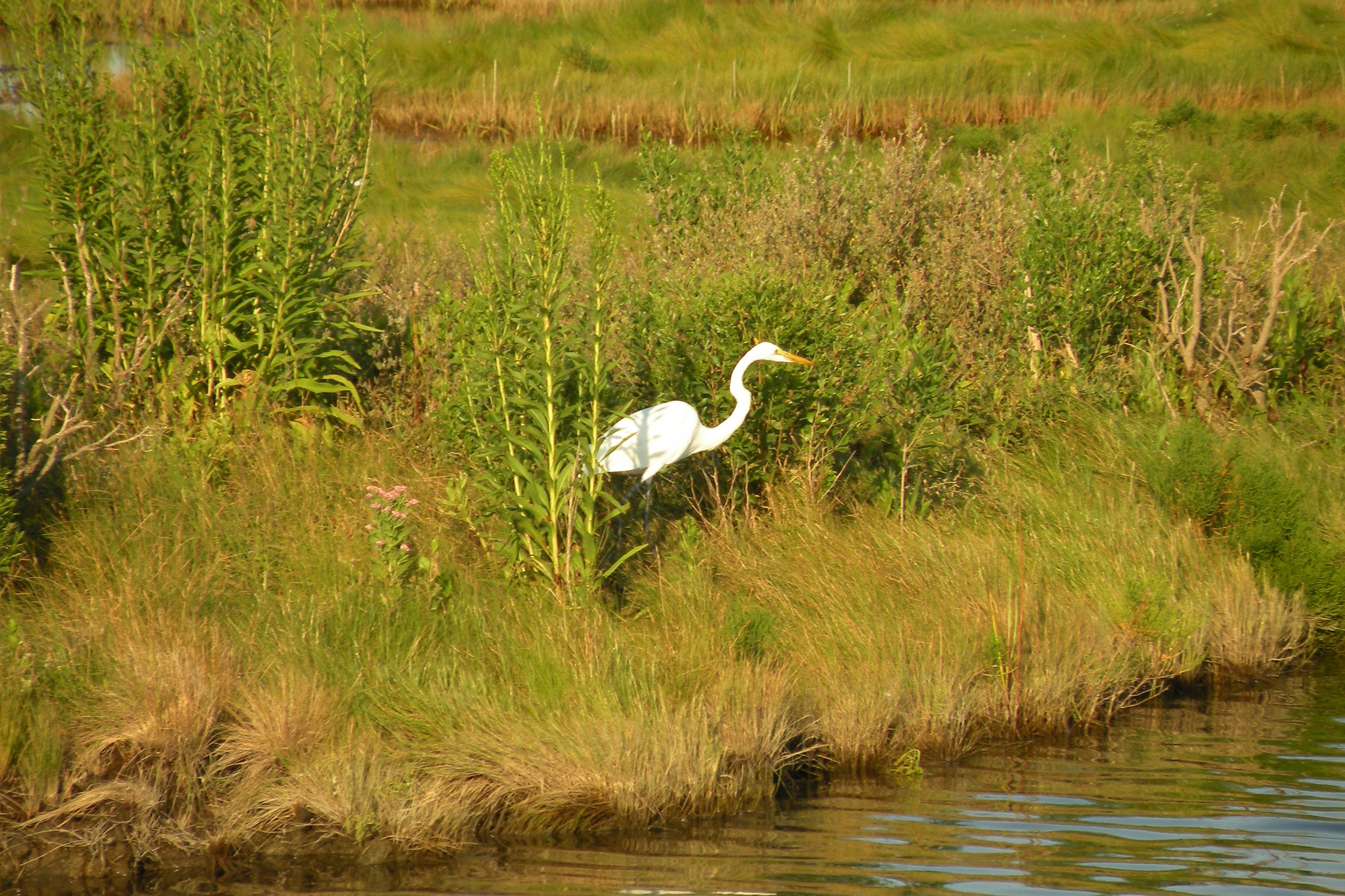 Edwin B. Forsythe National Wildlife Refuge in New Jersey